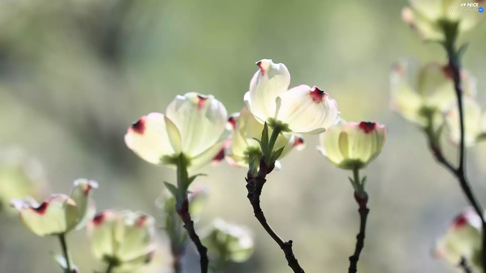 Flowers, Bush, Flowering Dogwood