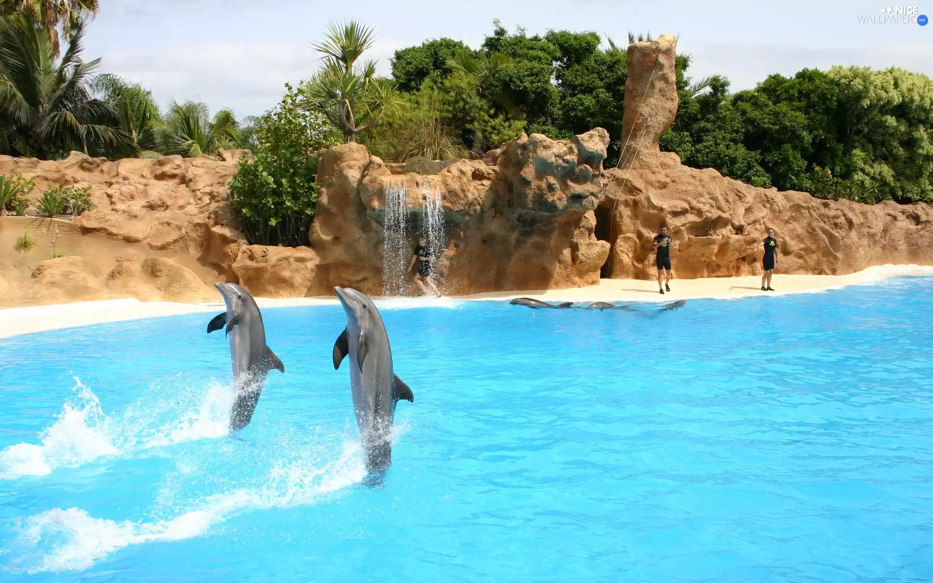dolphins, show, Puerto de la Cruz, Loro Park, Tenerife