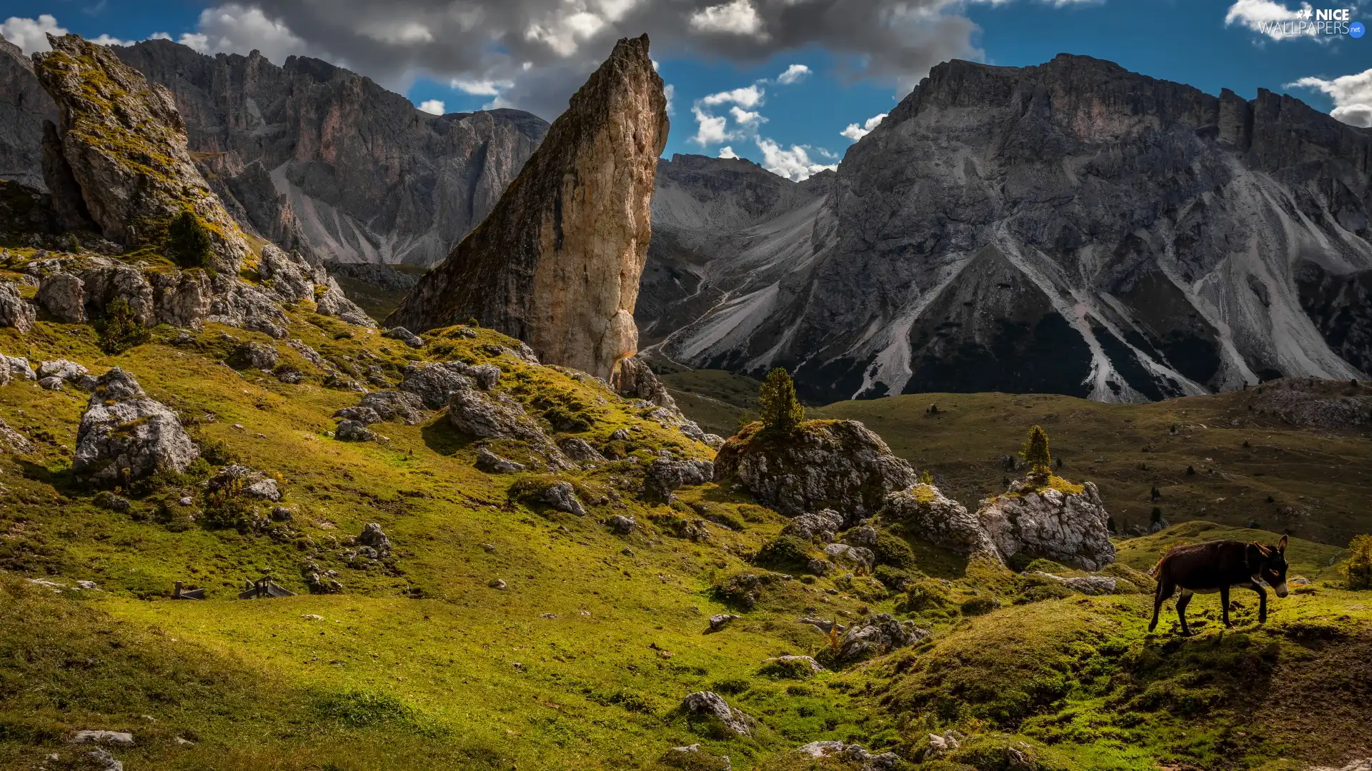 donkey, Mountains, rocks