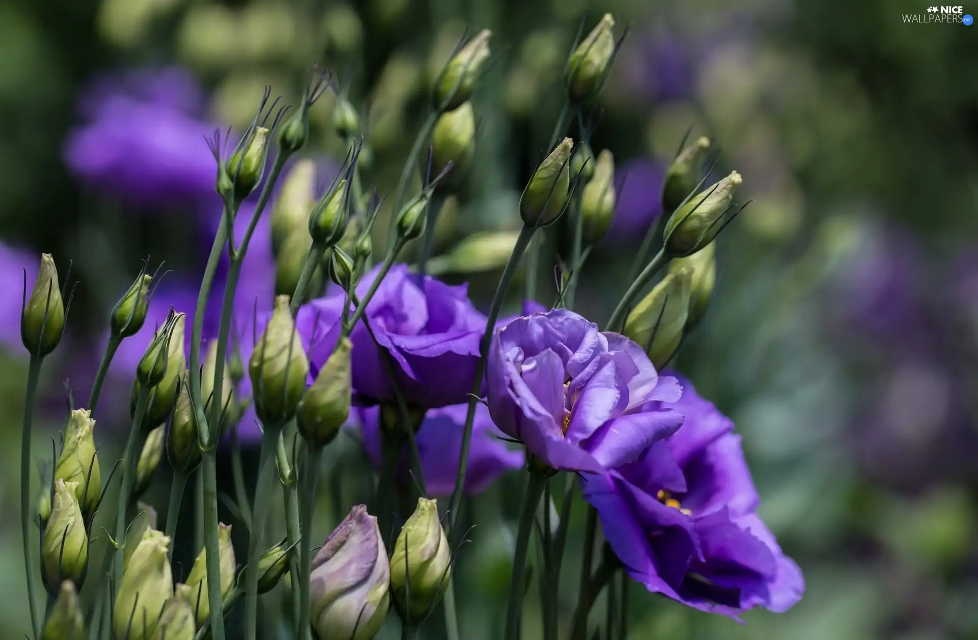 donuts, Eustoma, Flowers