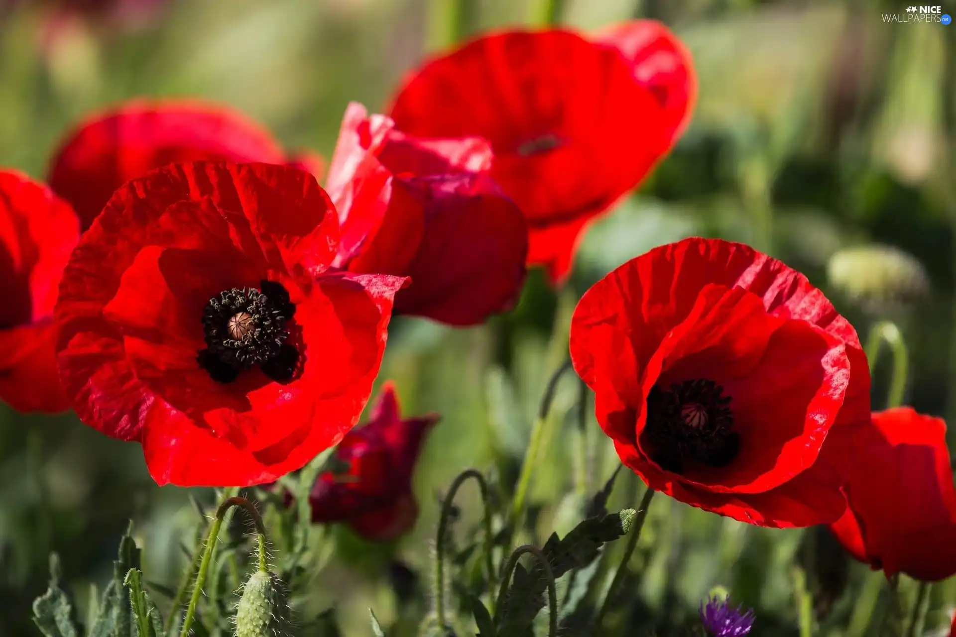 donuts, Red, papavers