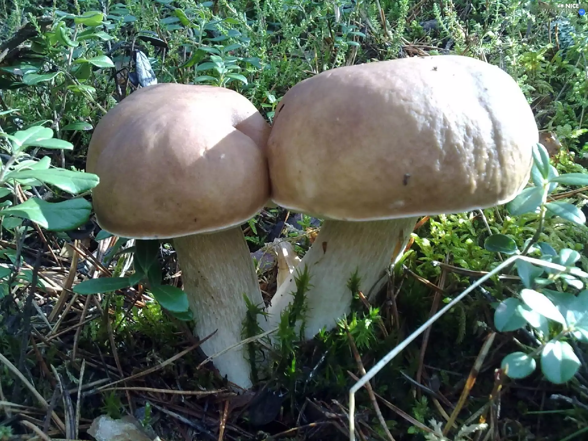 double, Real mushroom