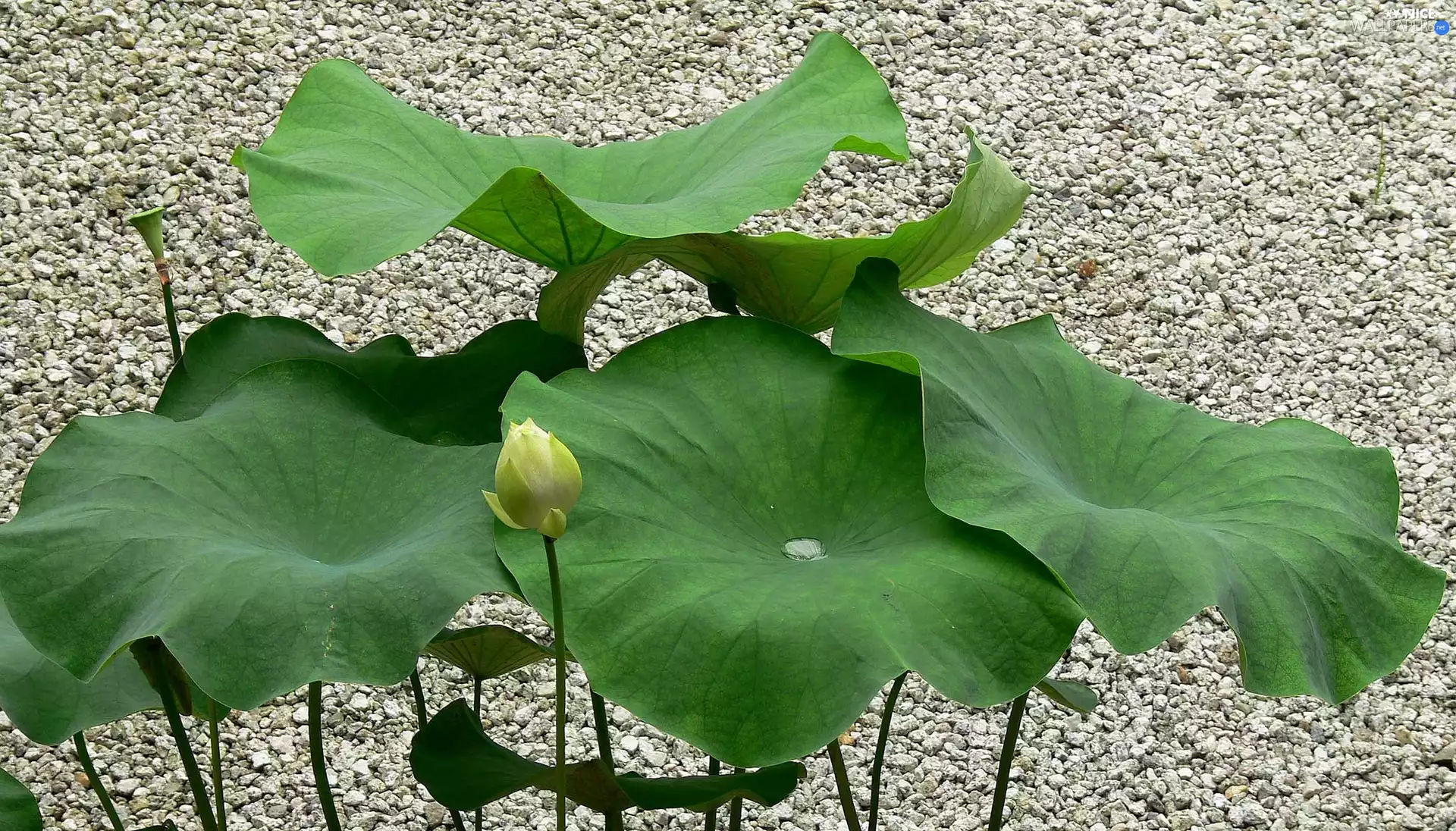 Leaf, lotus, pebbles, doughnut
