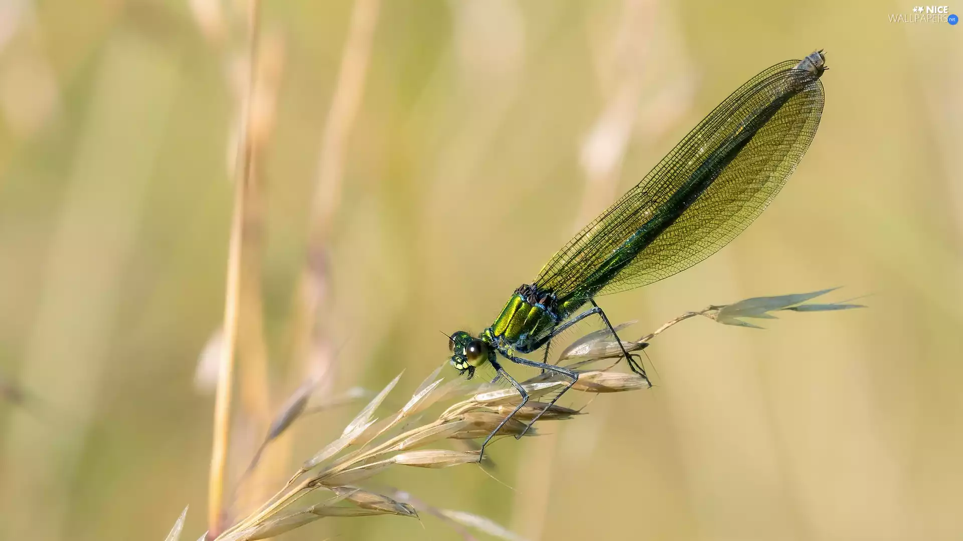 plant, dragon-fly, Banded Demoiselle