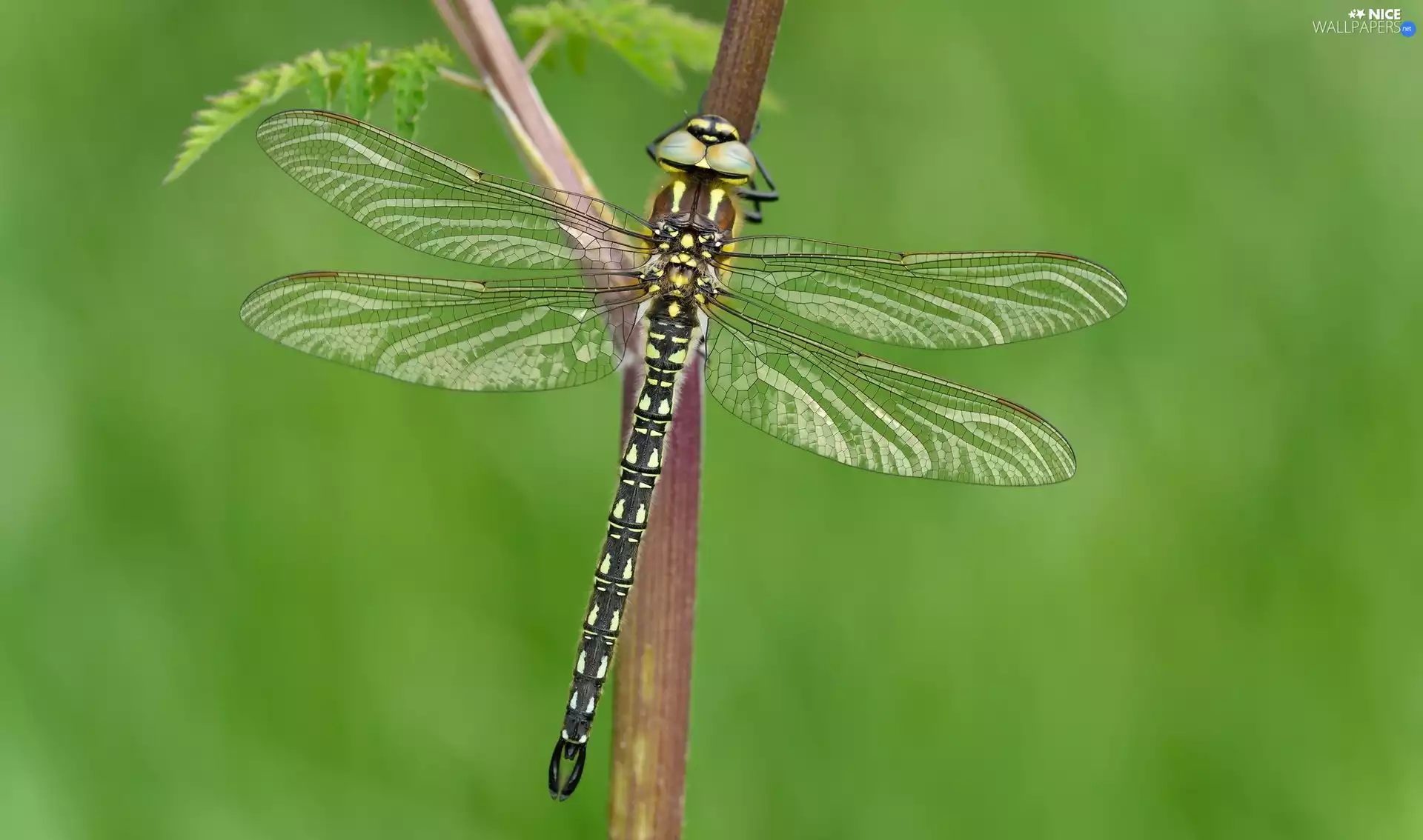 dragon-fly, plant