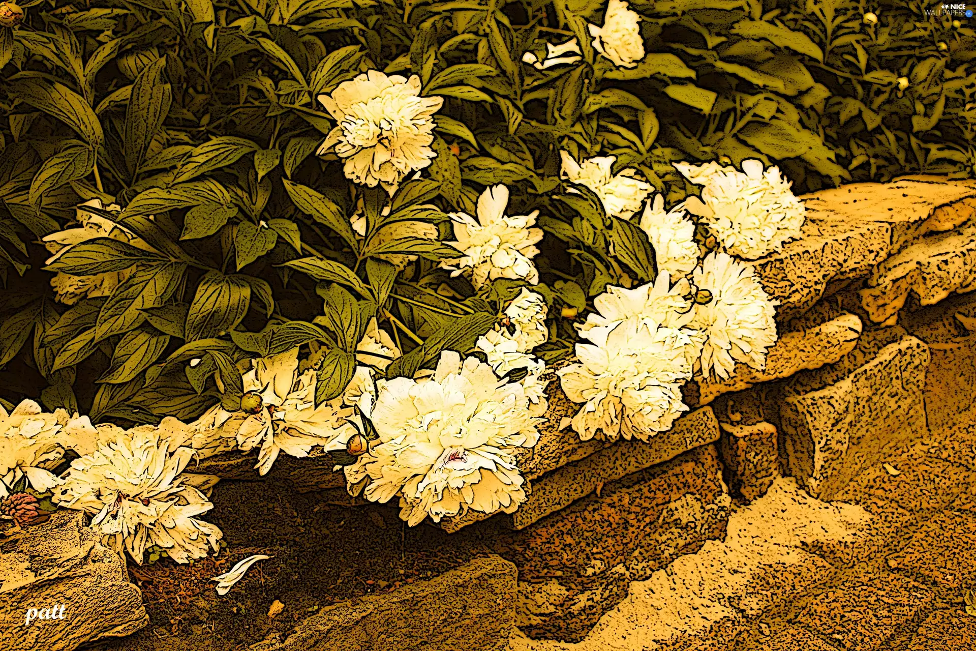 Drawing, Flowers, Peonies