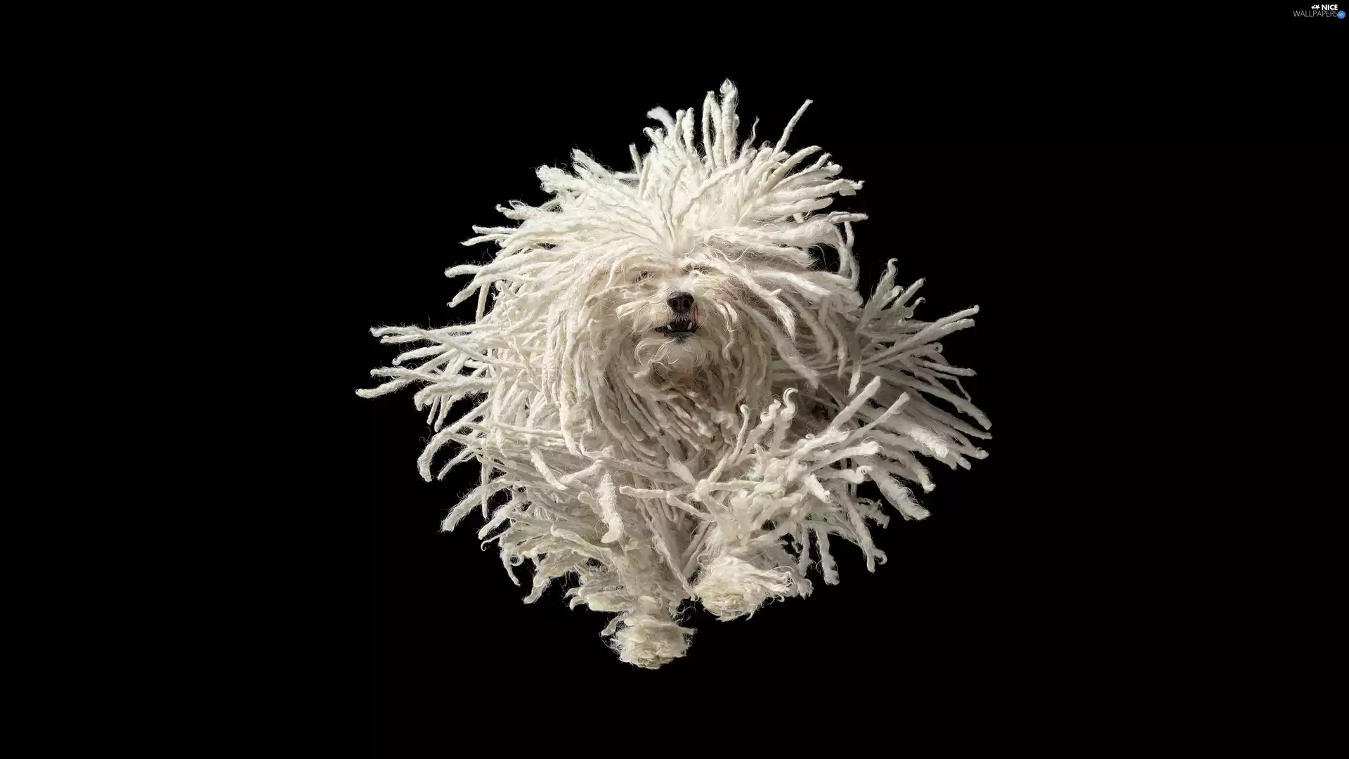 dreadlocks, dog, Puli