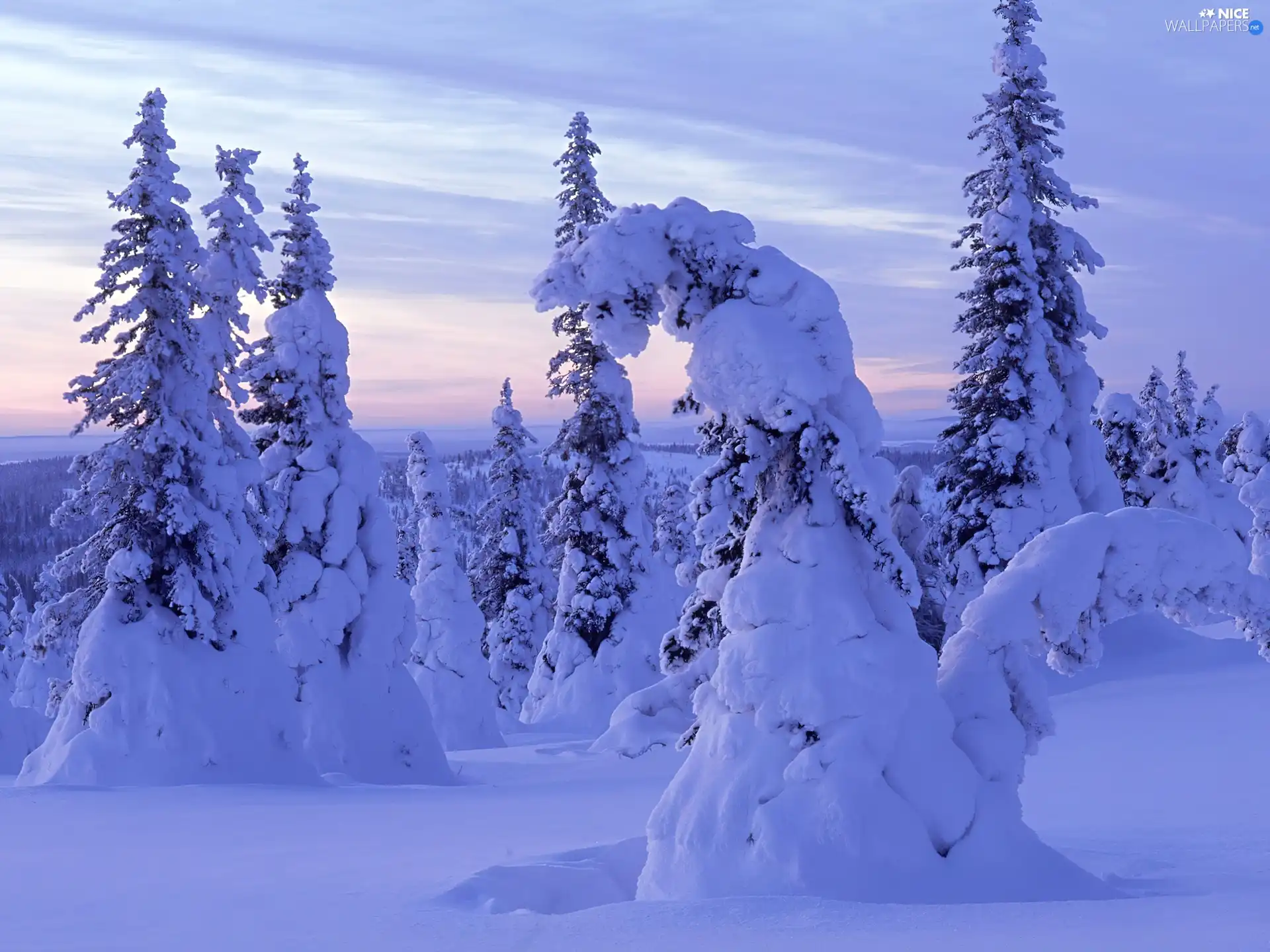 drifts, Frost, coniferous, snow, forest