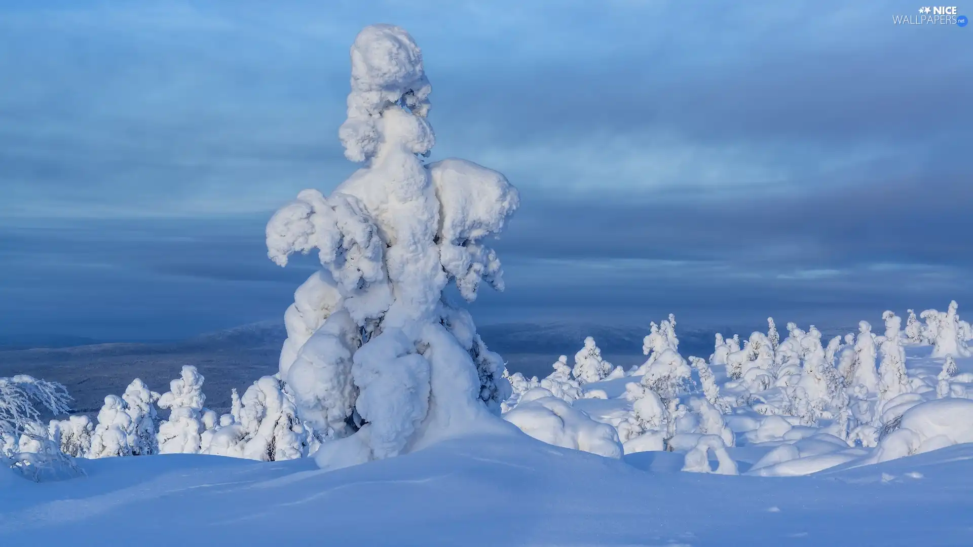 Snowy, winter, viewes, drifts, trees, snow