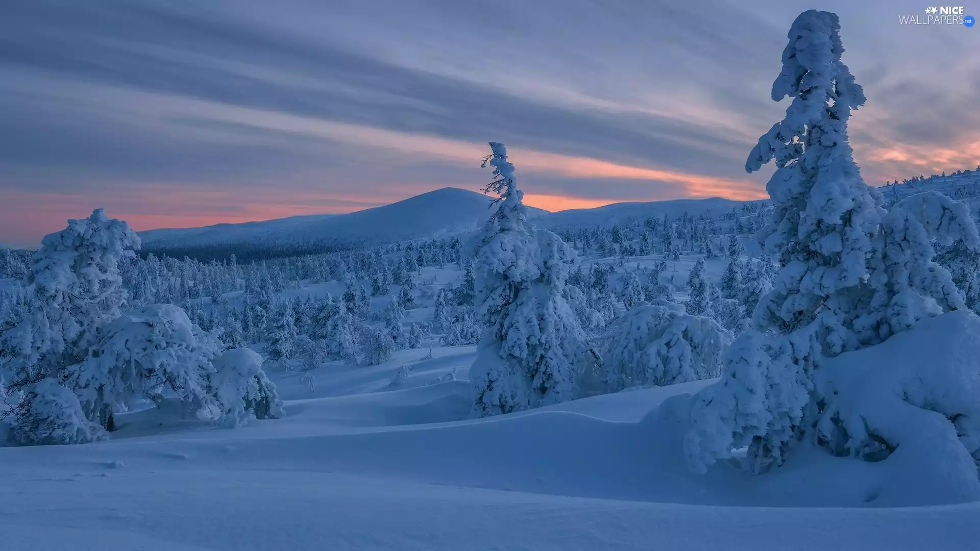 trees, Mountains, Snowy, drifts, viewes, winter