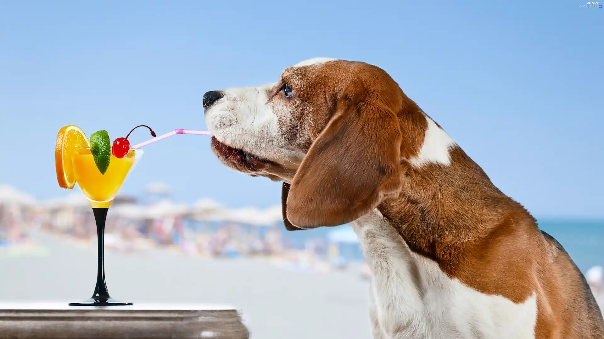 dog, Funny, drinks, basset