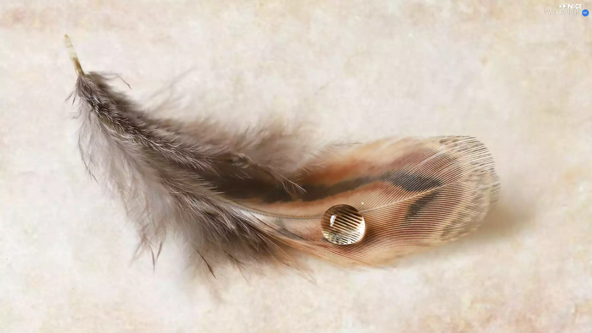 drop, Brown, feather