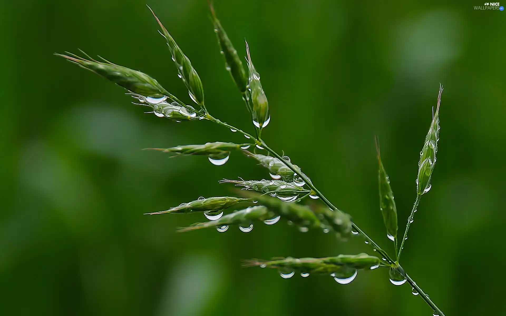 droplets, grass, dew