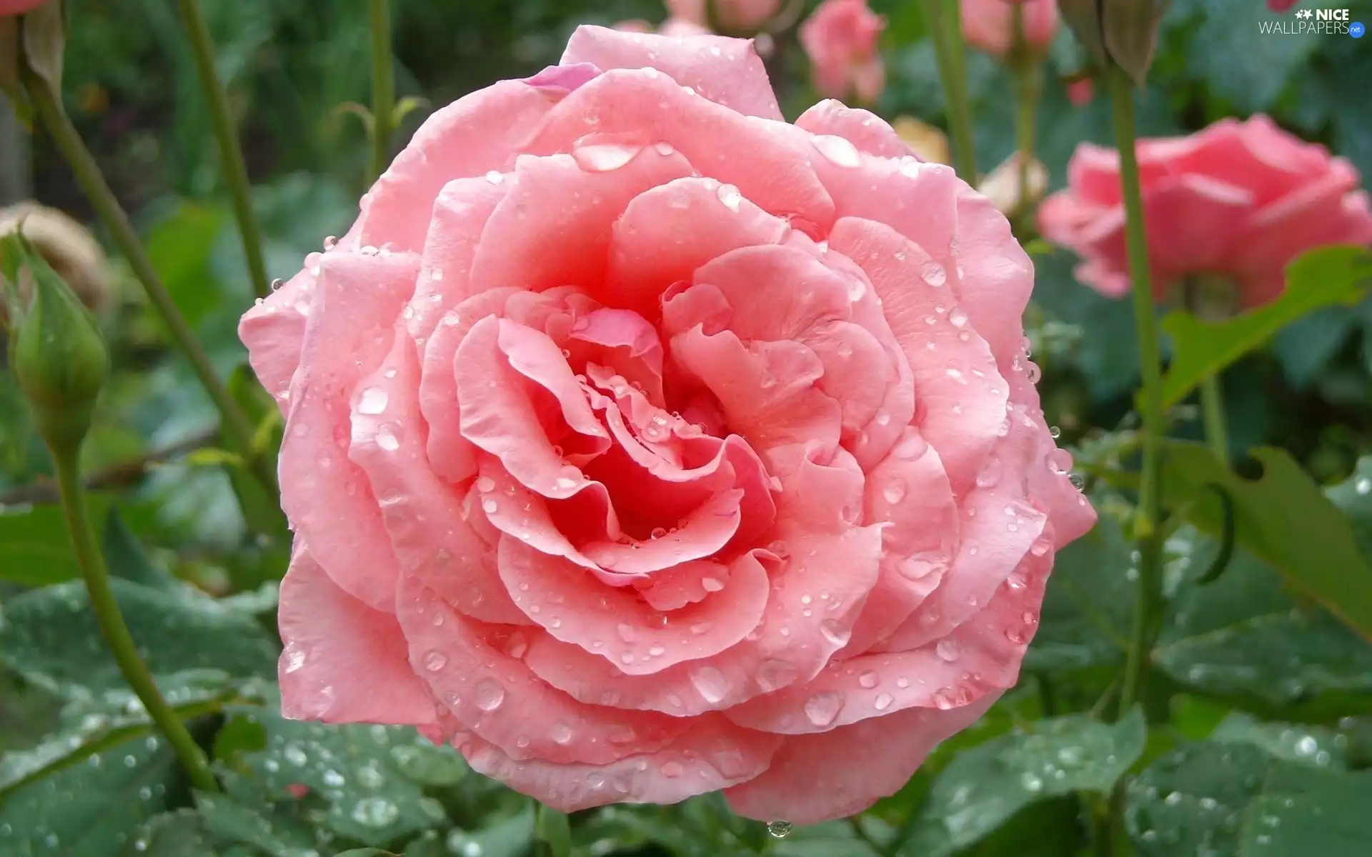 droplets, Pink, rose