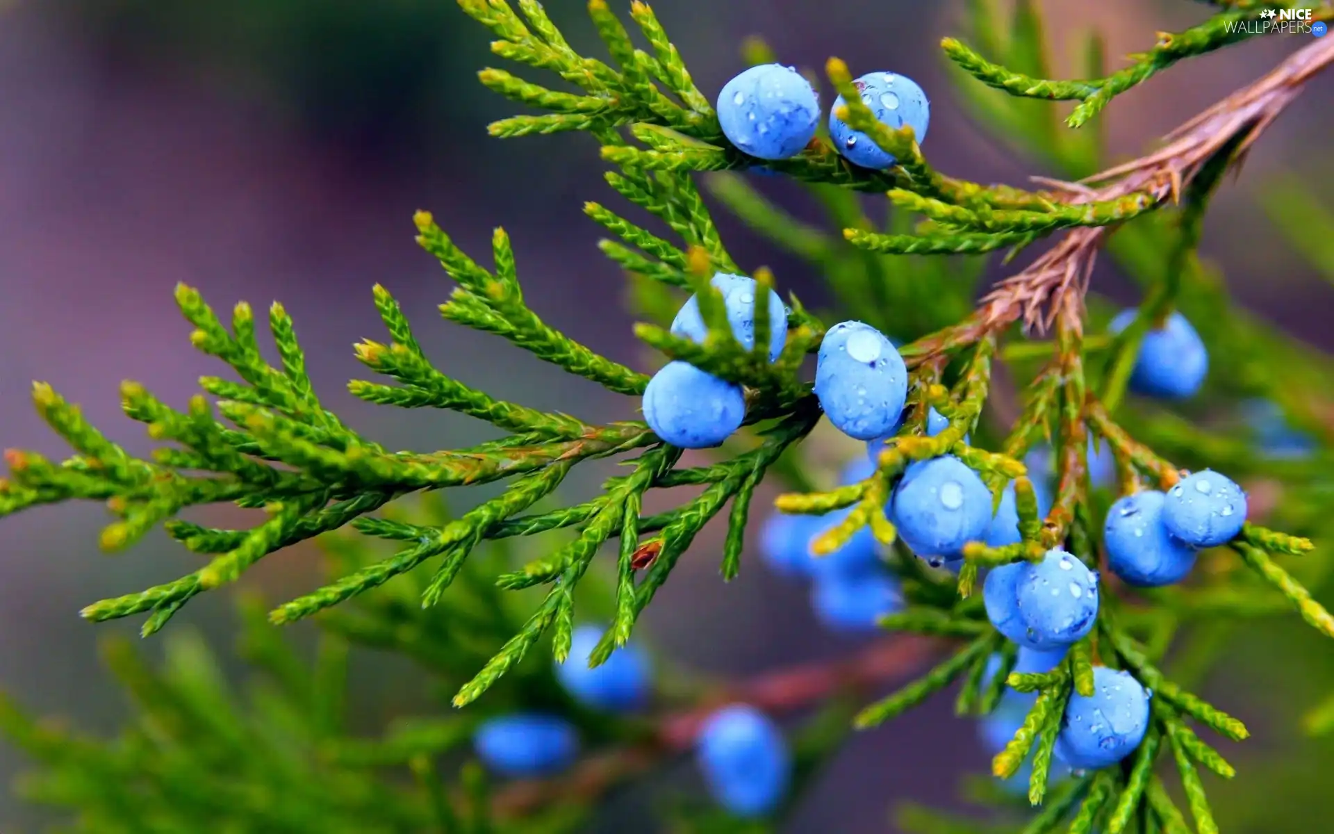 branch, Fruits, drops, Juniper