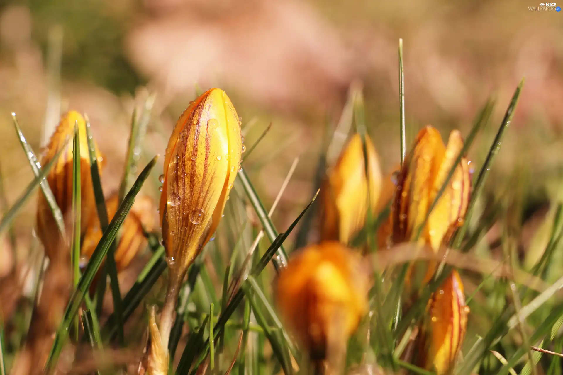 bud, Yellow, crocus, drops