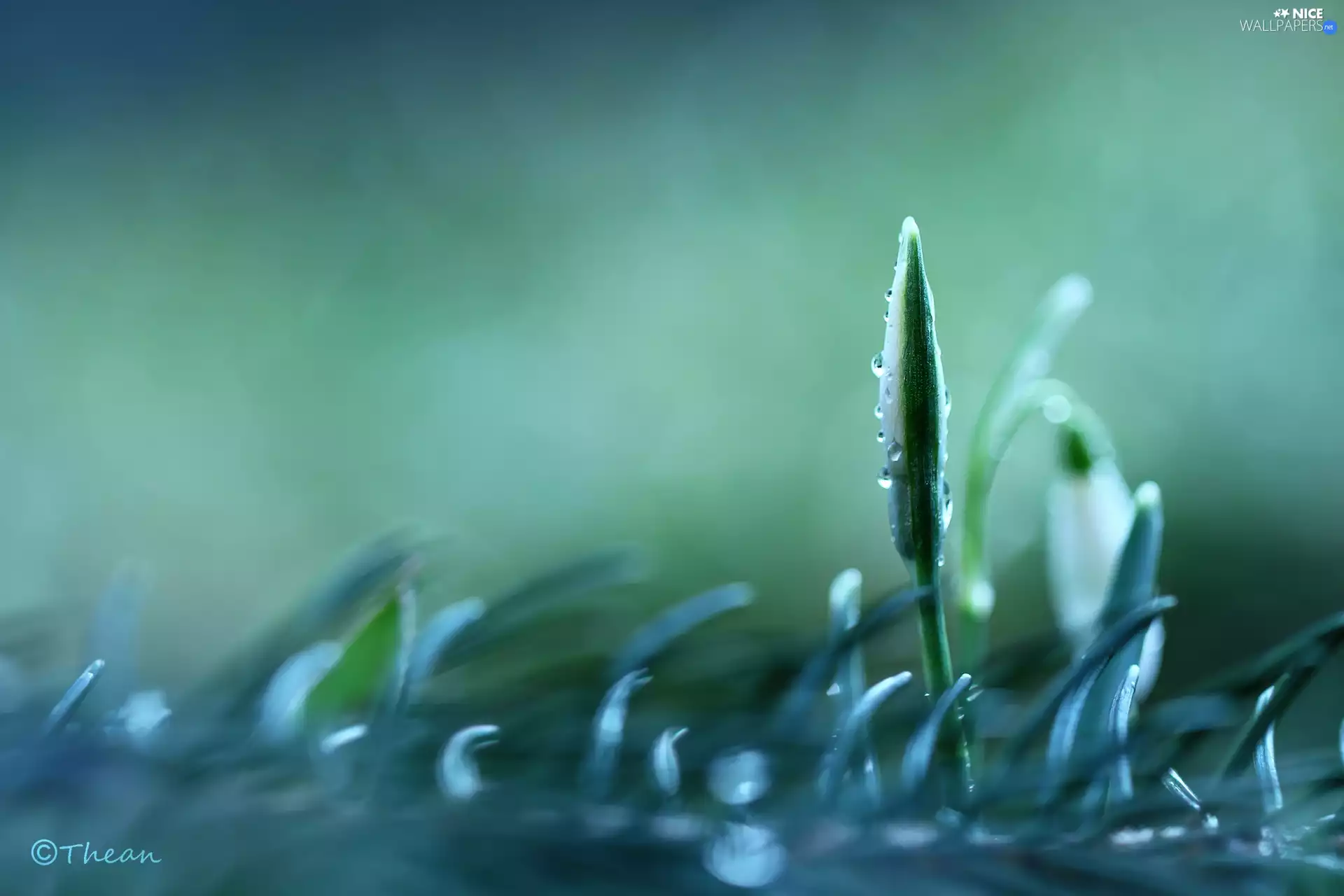 drops, Snowdrop, bud