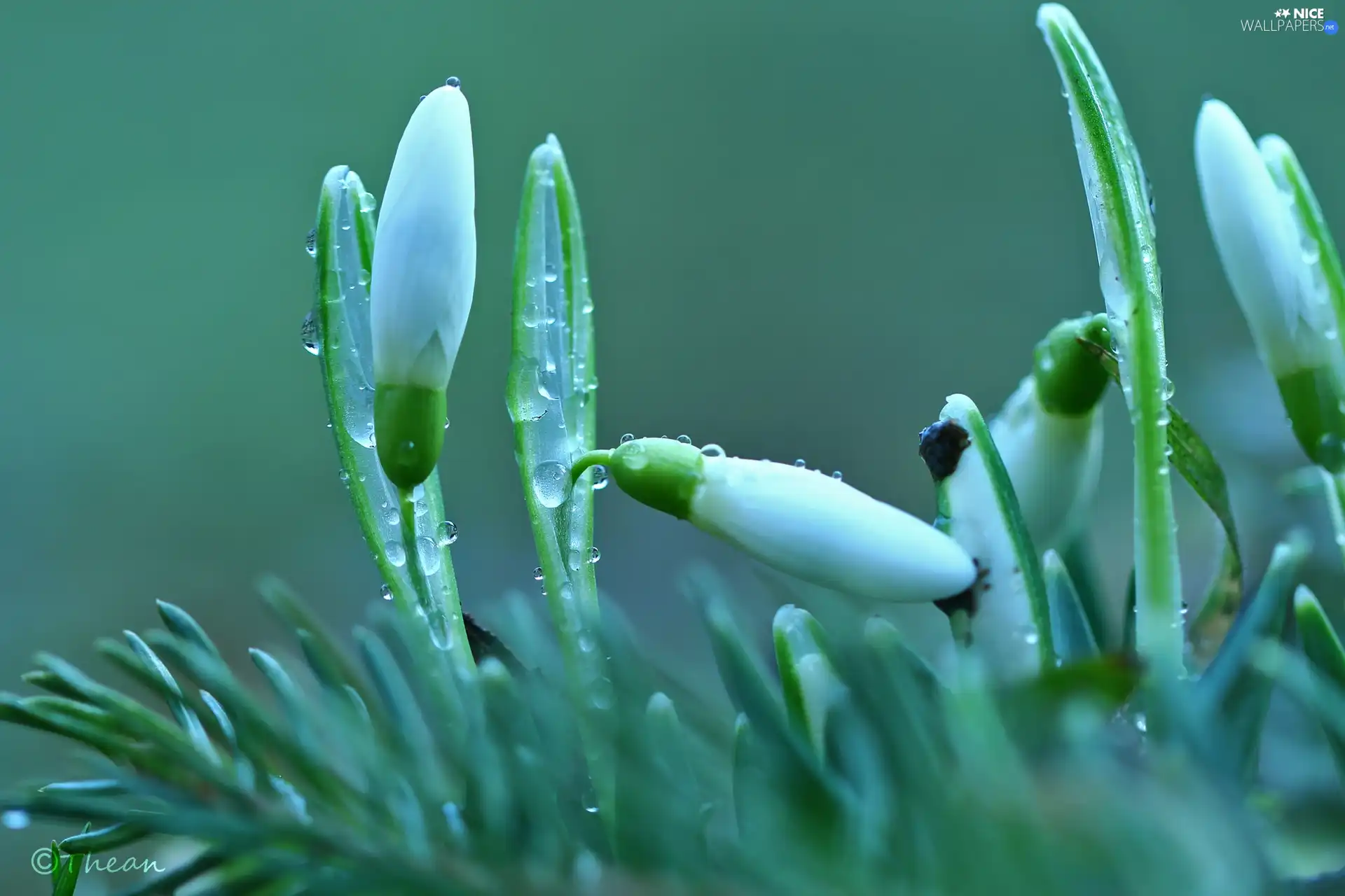 drops, snowdrops, Buds