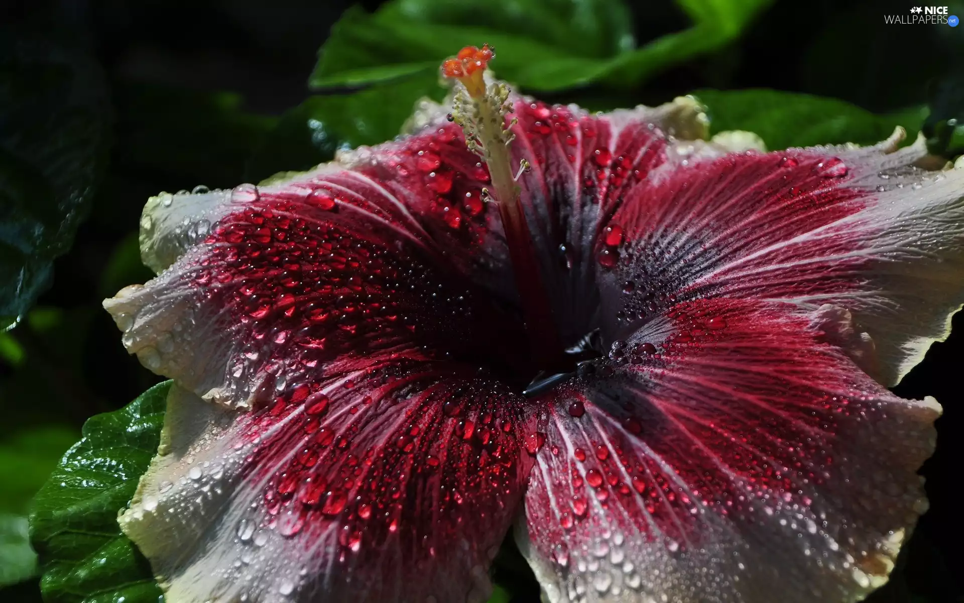 Close, hibiskus, Dew Drops