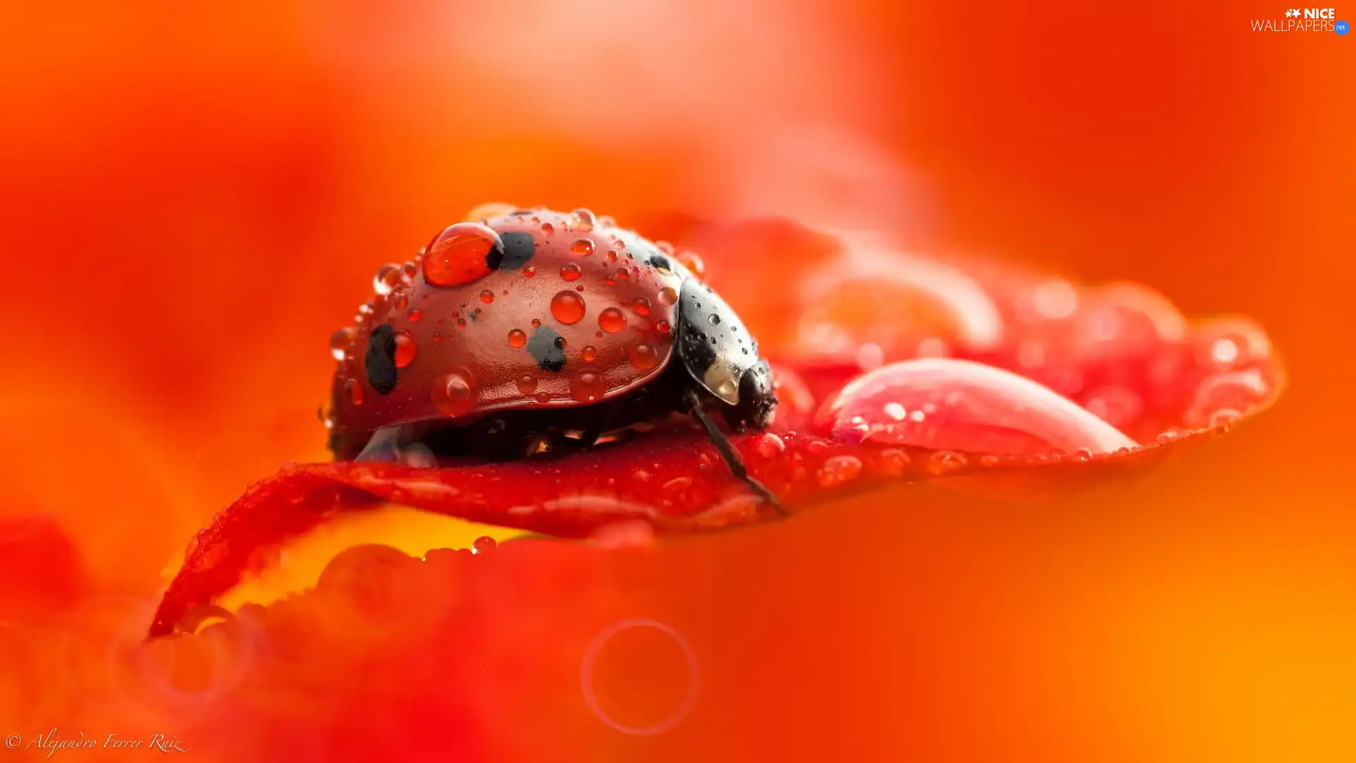 drops, Close, petal, flower, ladybird