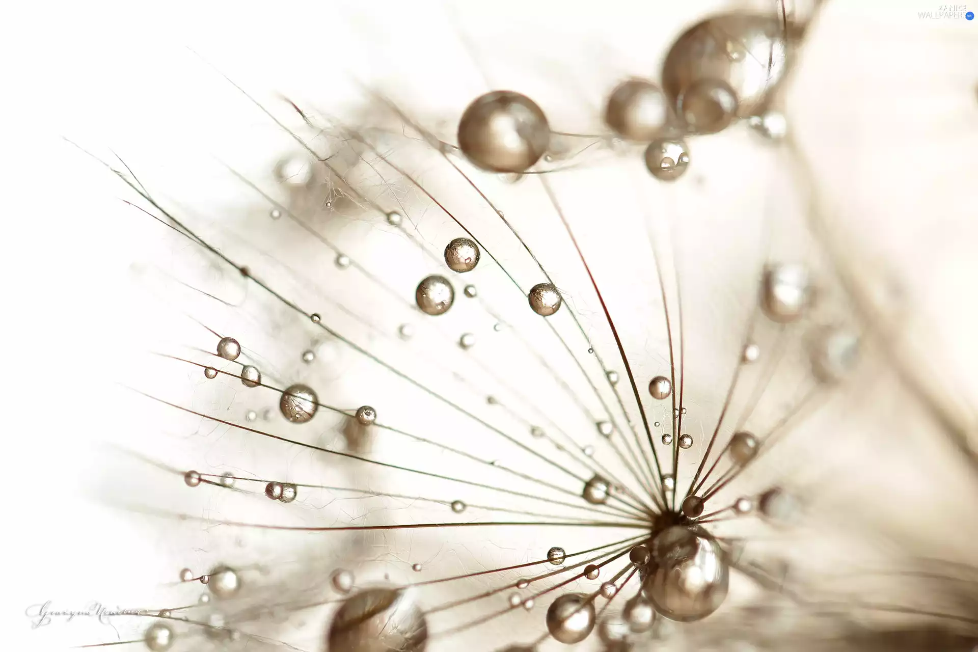 Close, Tragopogon Pratensis, drops