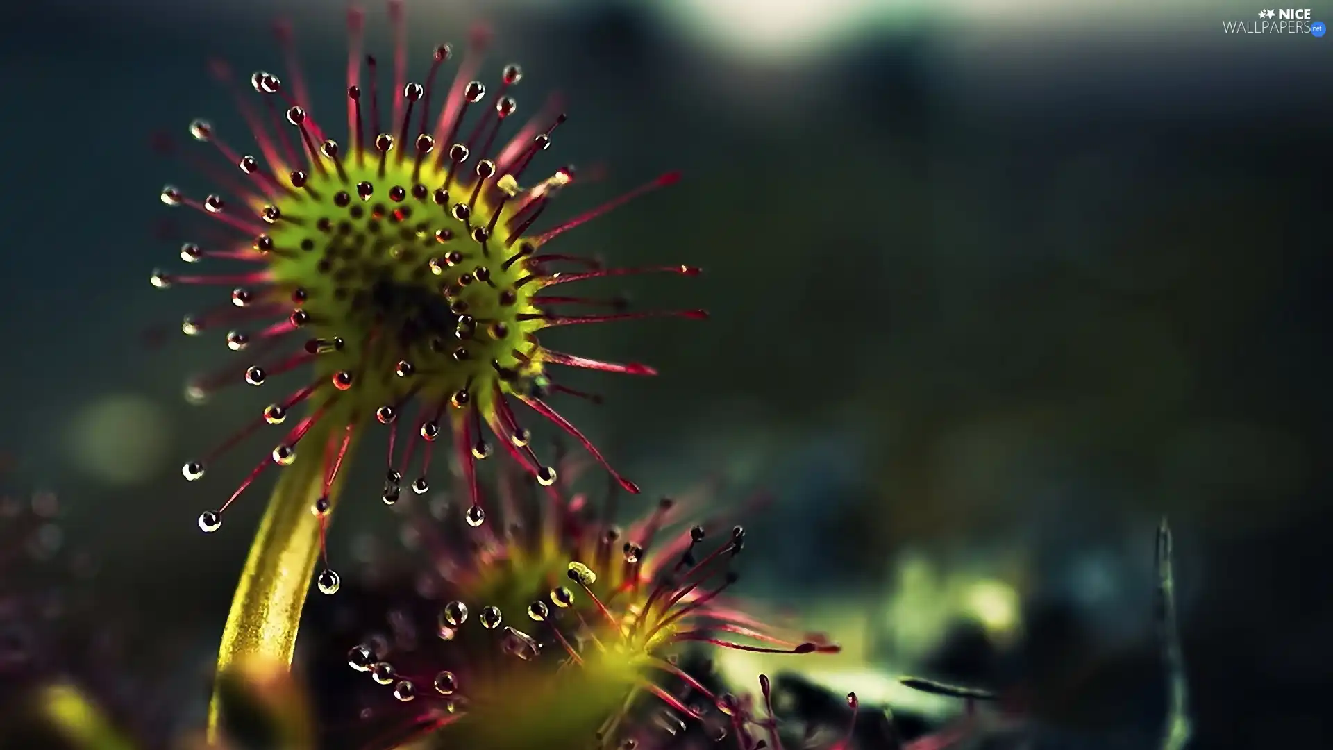 Close, Drapieżnik, drops, Colourfull Flowers