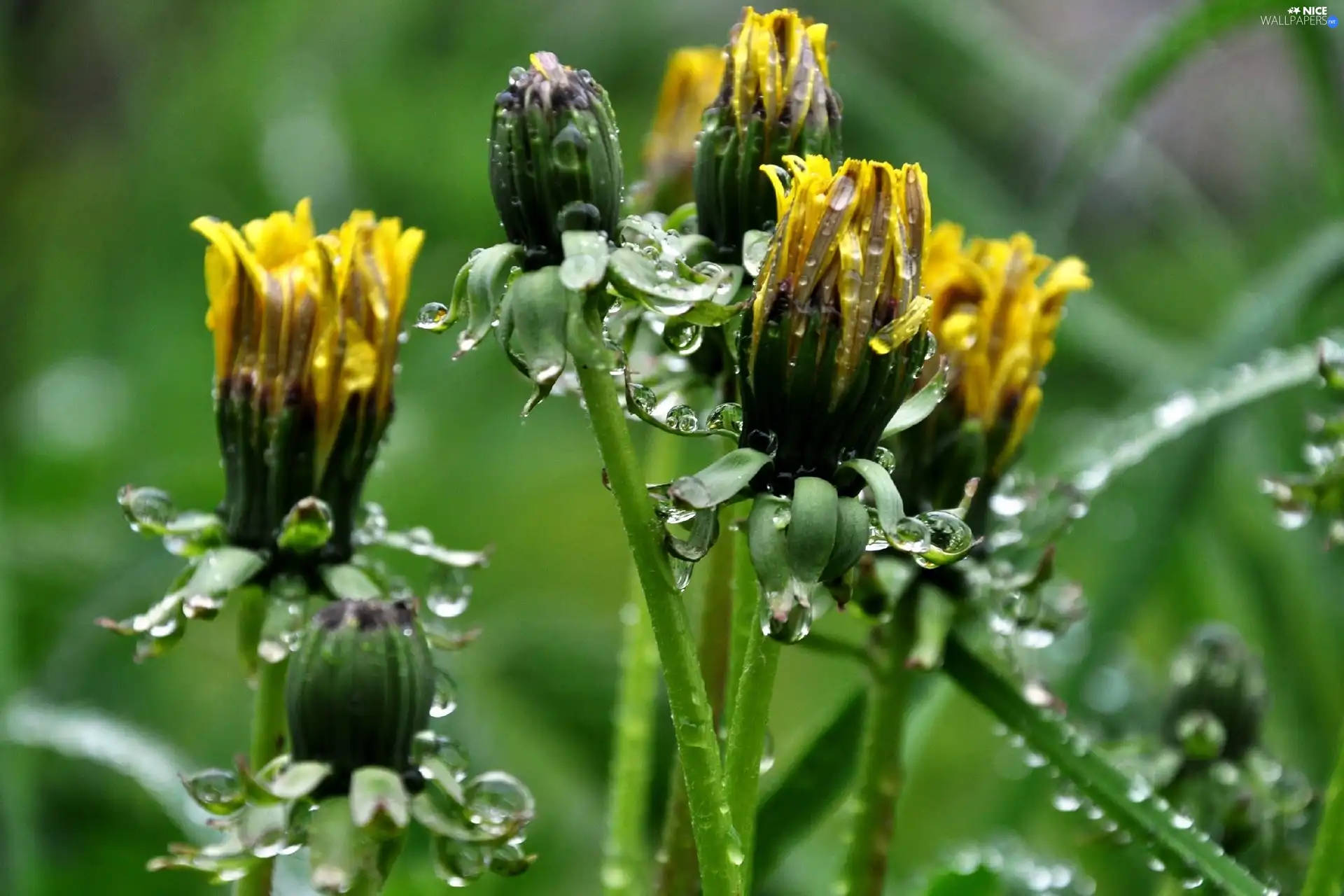 rain, Common Dandelion, drops
