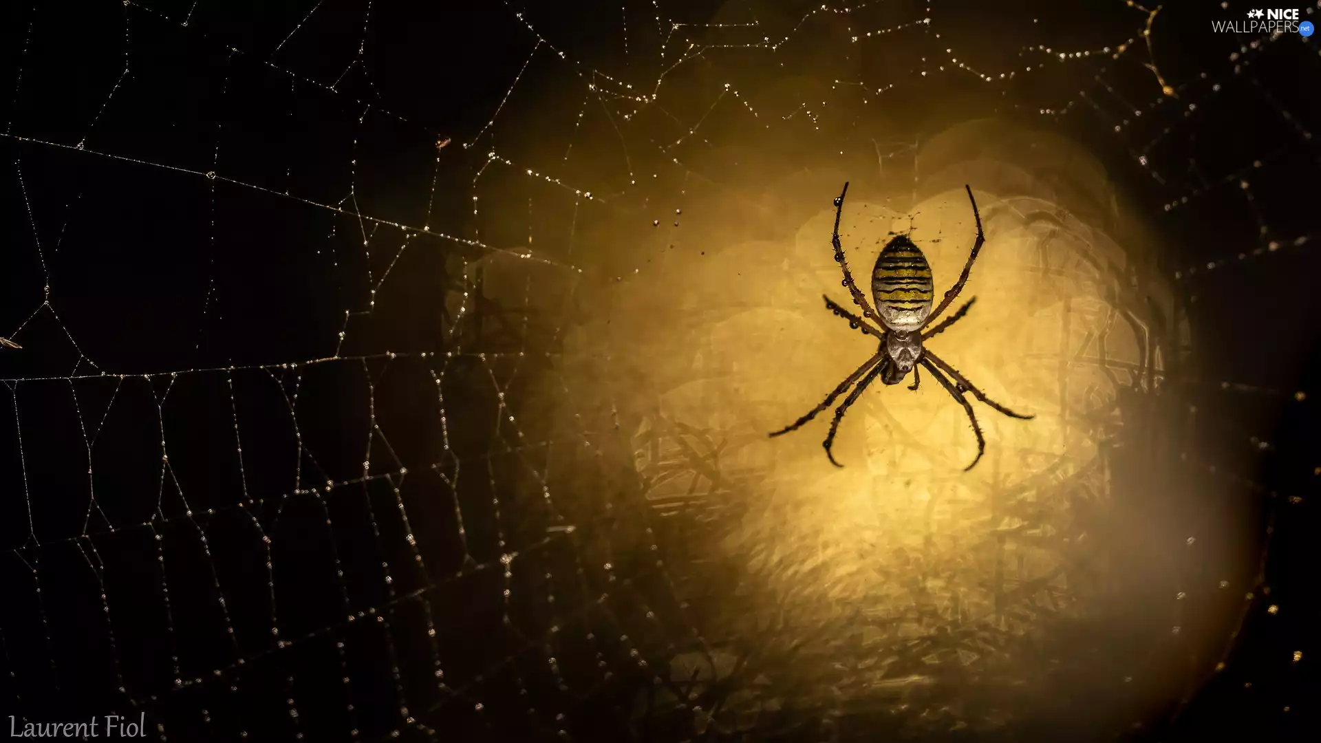 ligh, Web, flash, drops, Spider, sun, luminosity