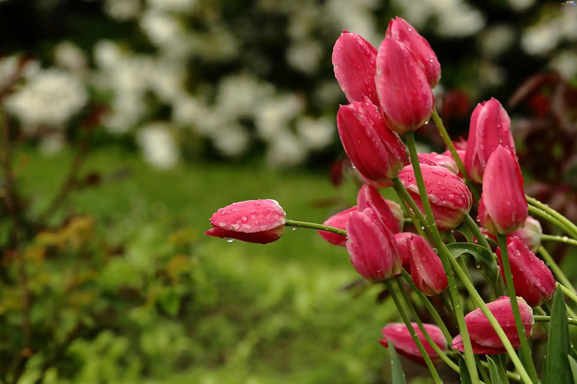 drops, Garden, Tulips, rainy, Red