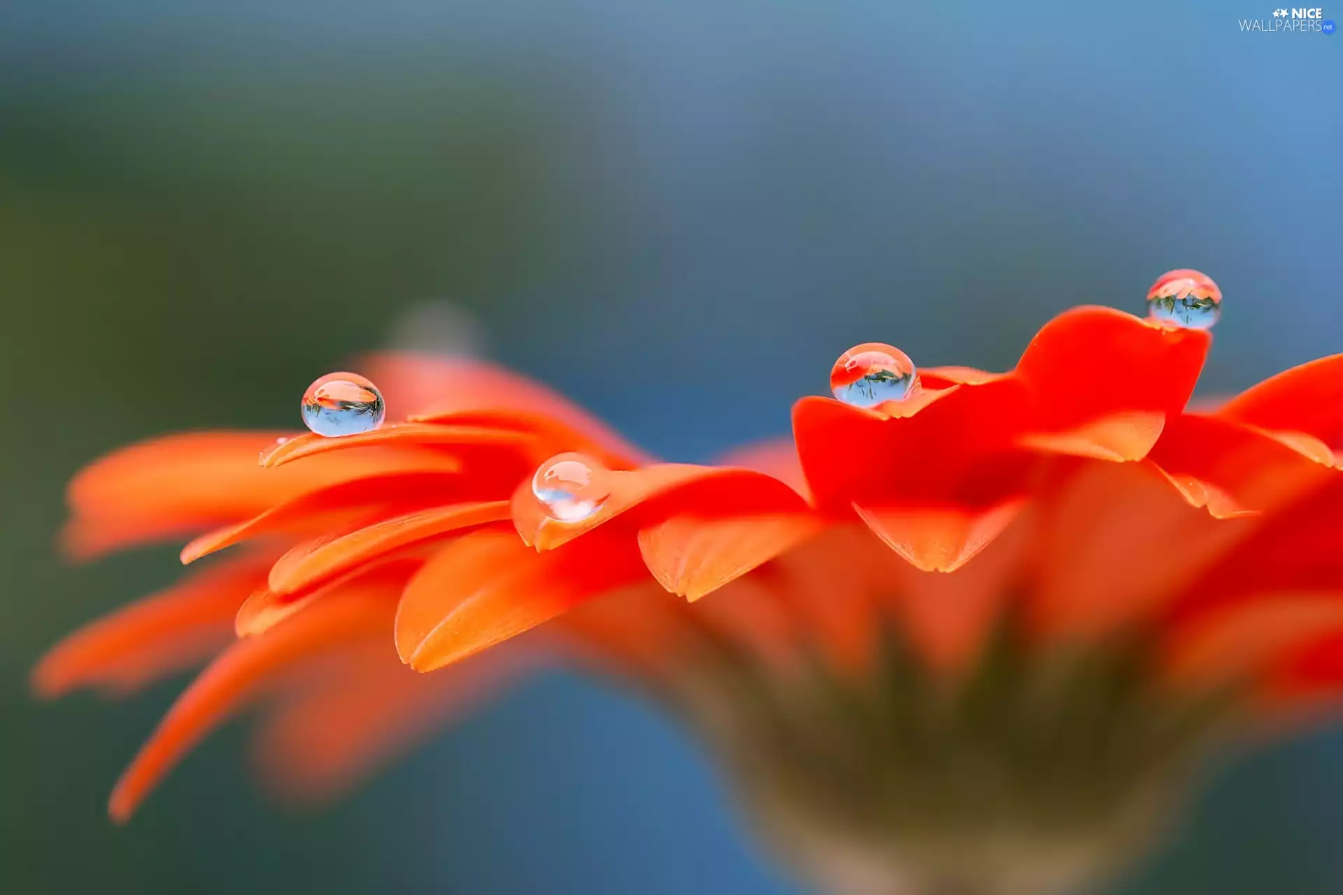 Gerbera, water, Close, drops