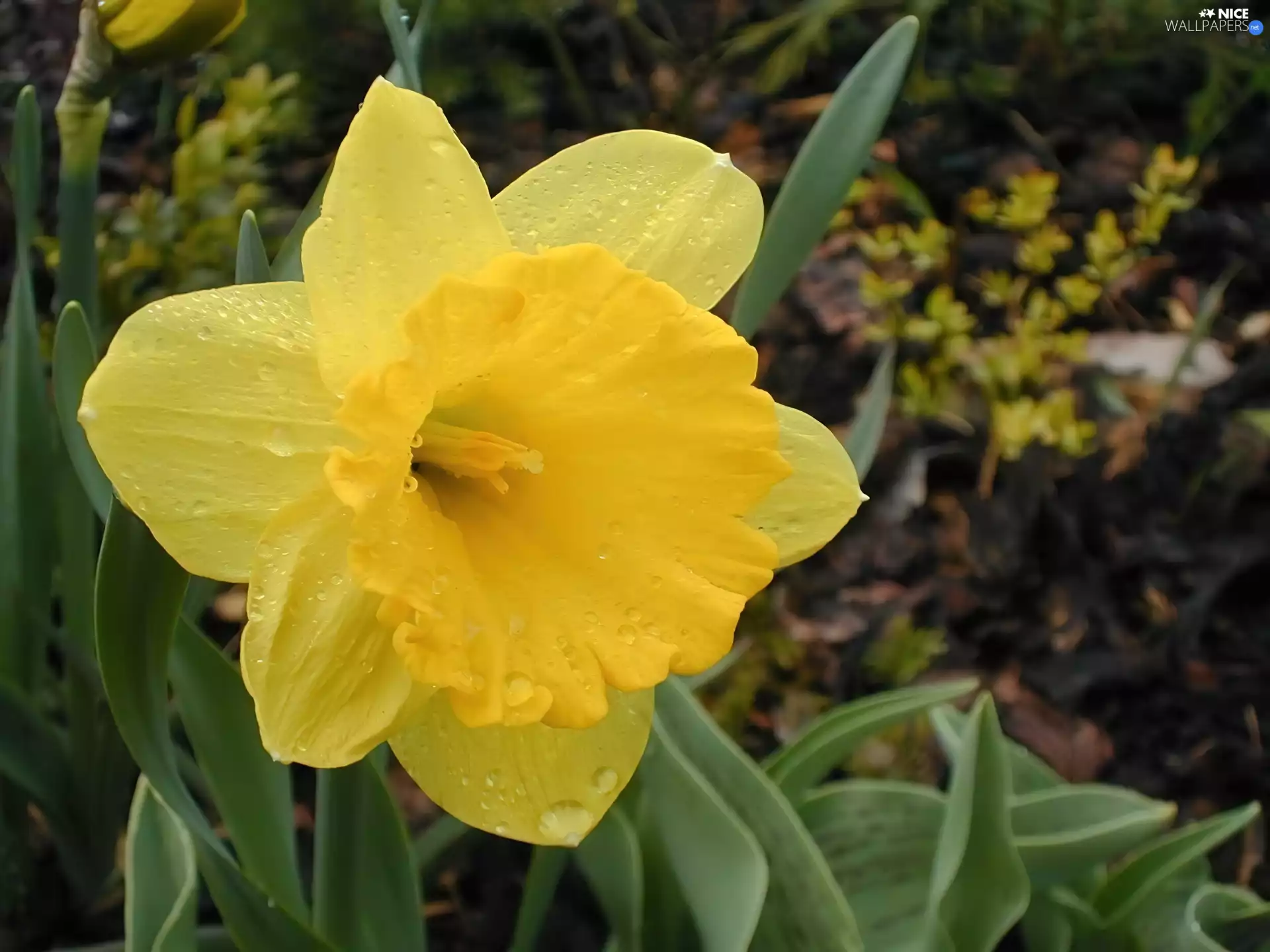 drops, Yellow, jonquil