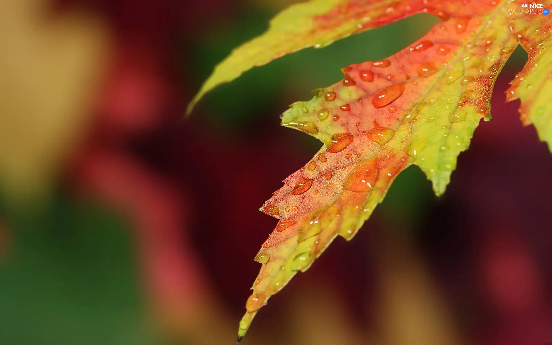 leaf, drops