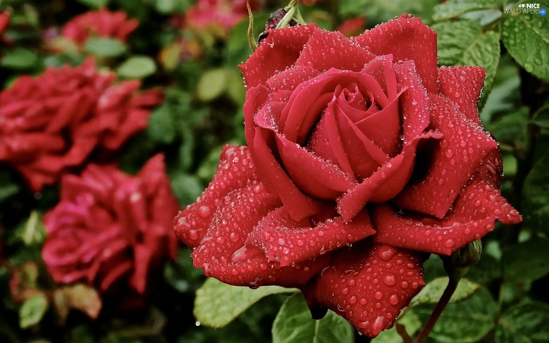 drops, rose, Leaf