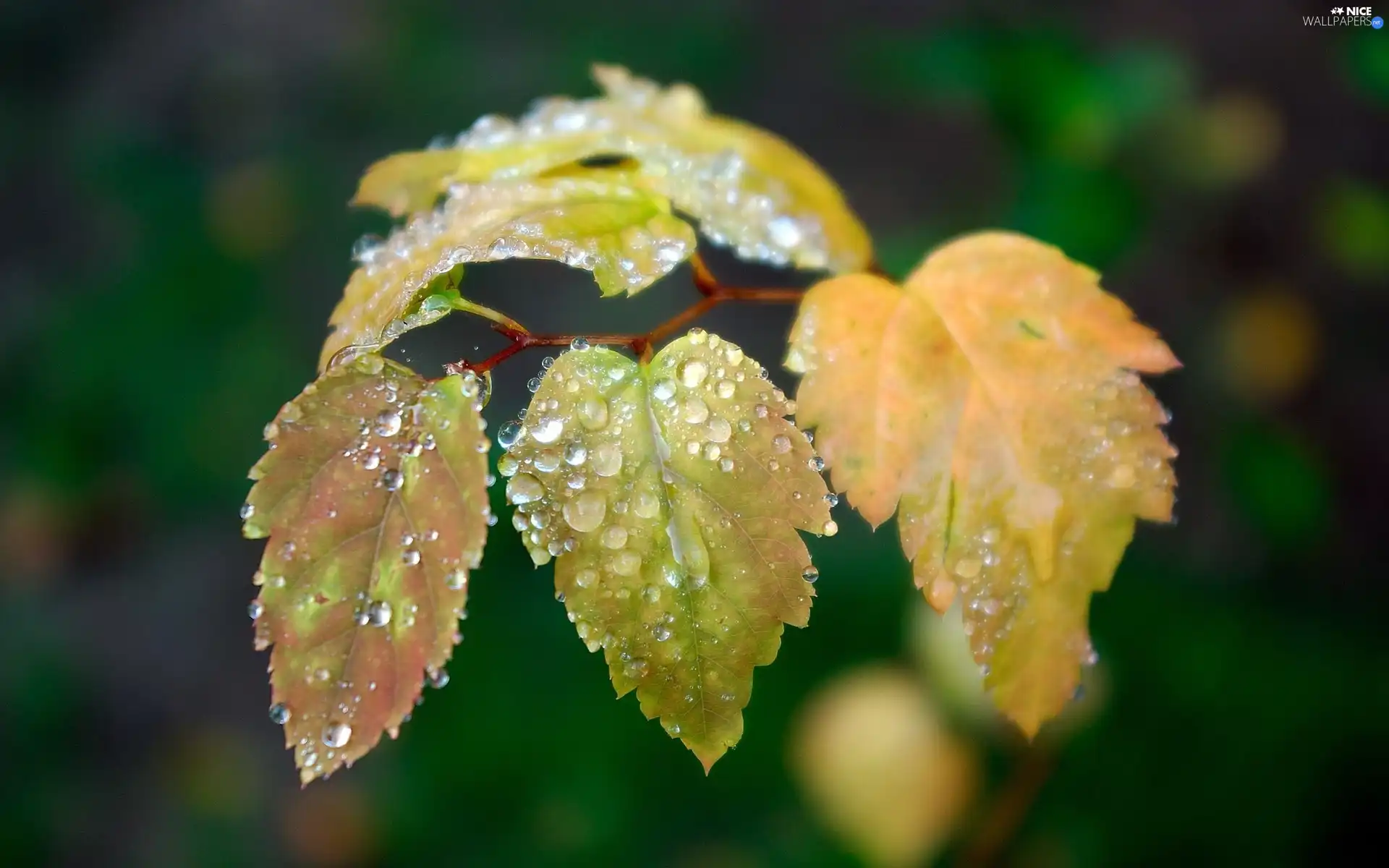 Leaf, drops