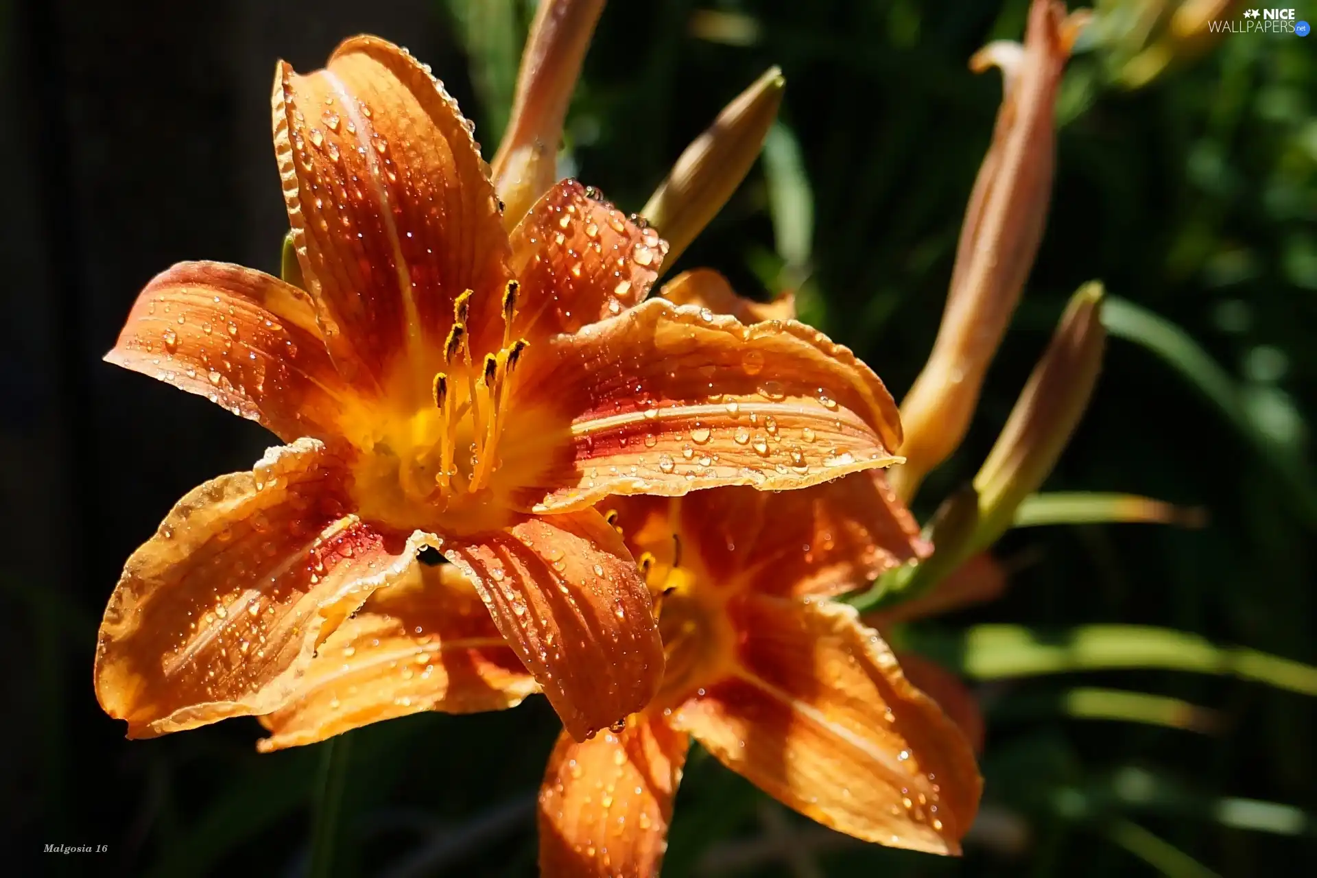 drops, Orange, lily