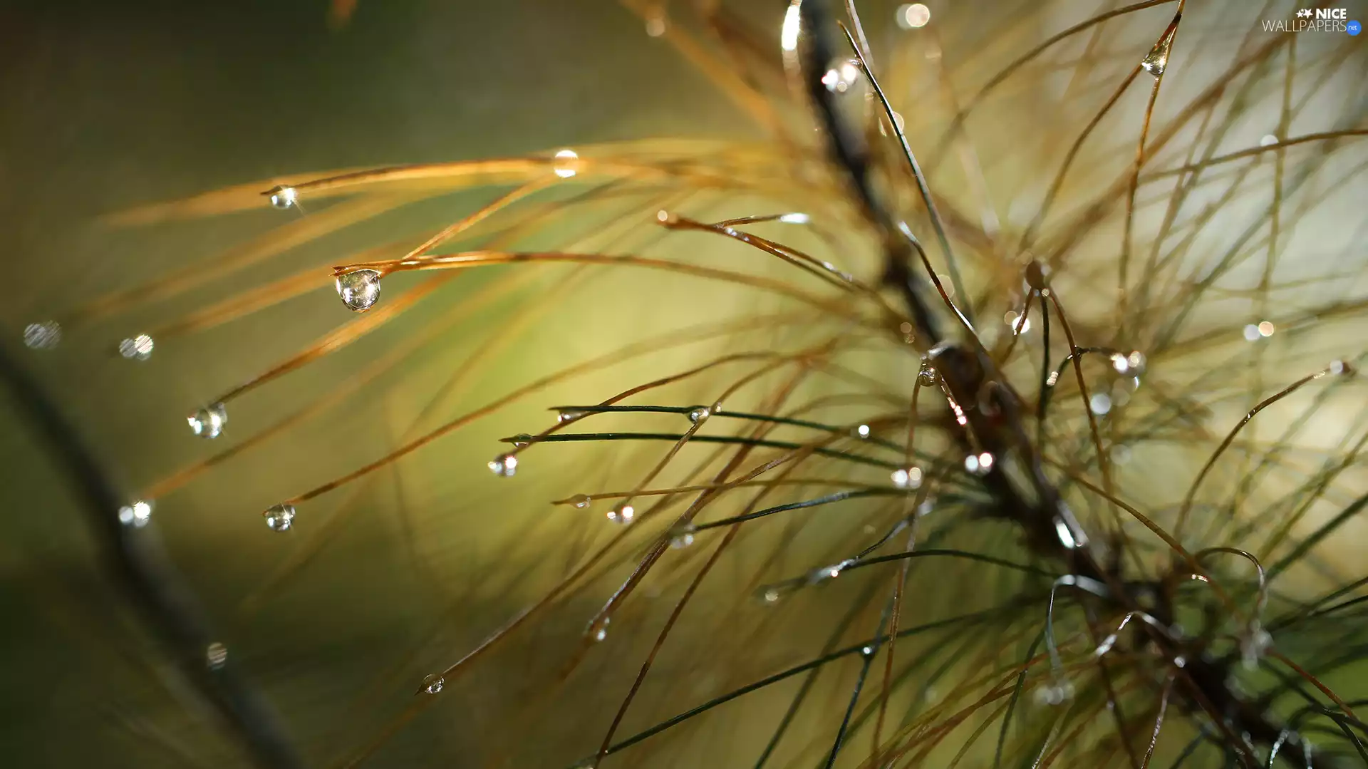 drops, twig, pine