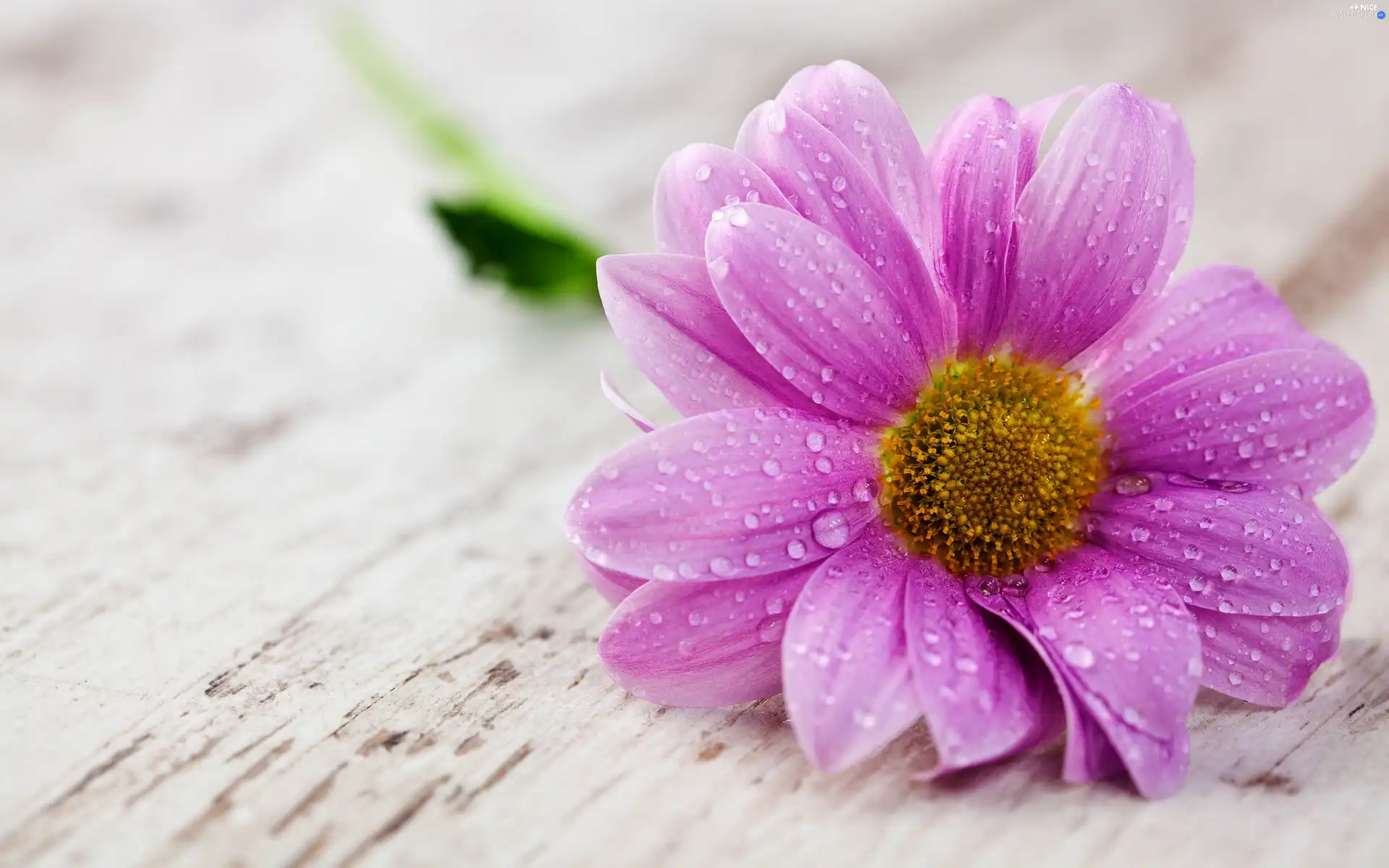 Pink, Colourfull Flowers, drops, Dalia