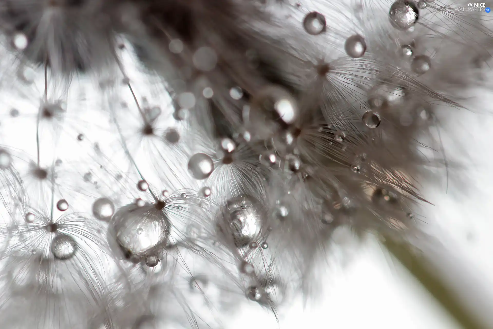 drops, dandelion, puffball