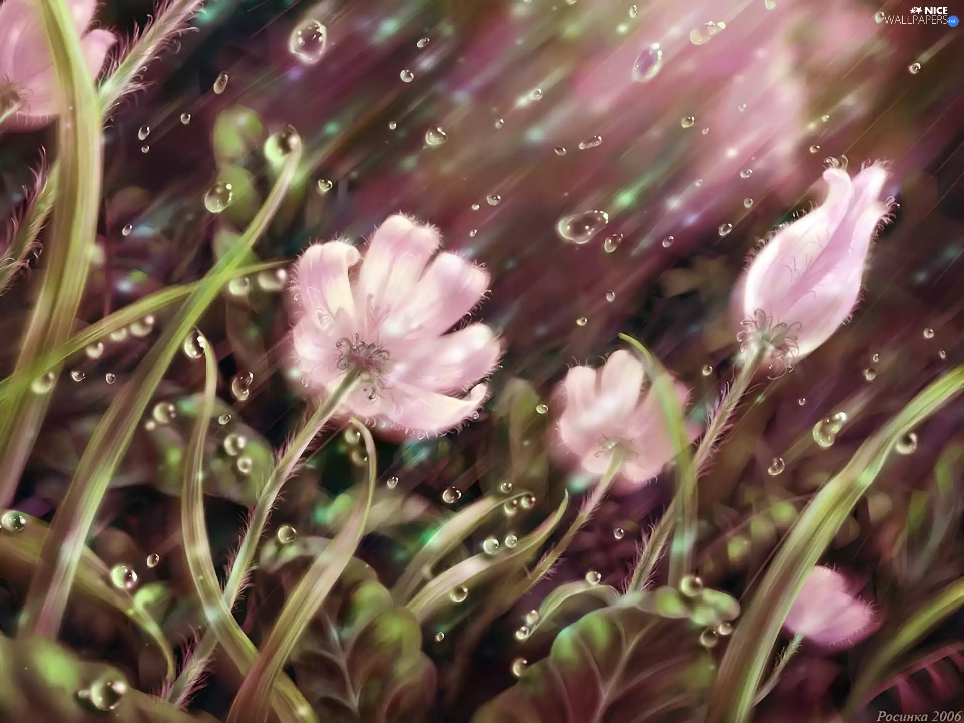 drops, Flowers, Rain