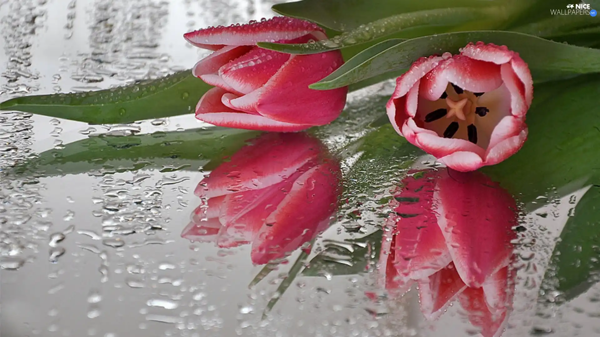 drops, Rosy, flowers, Tulips, bouquet