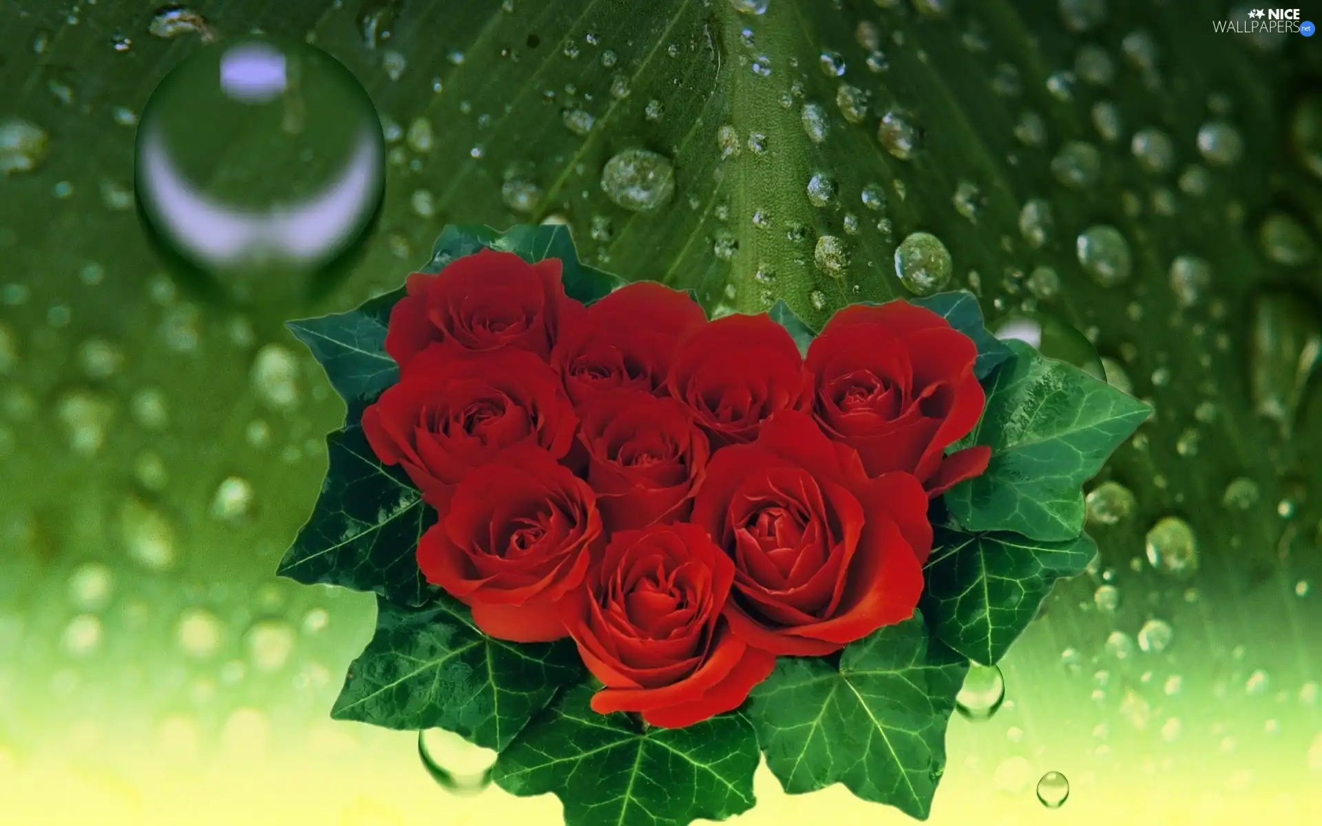 bouquet, Red, drops, Rosy, leaf, roses