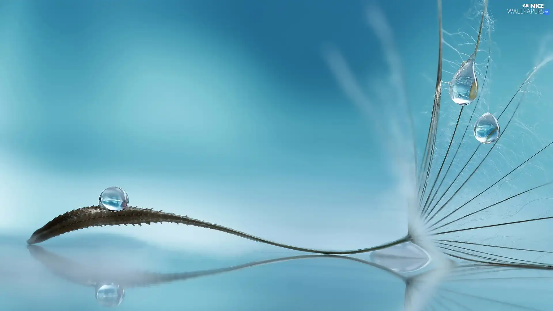 Close, Tragopogon Pratensis, drops