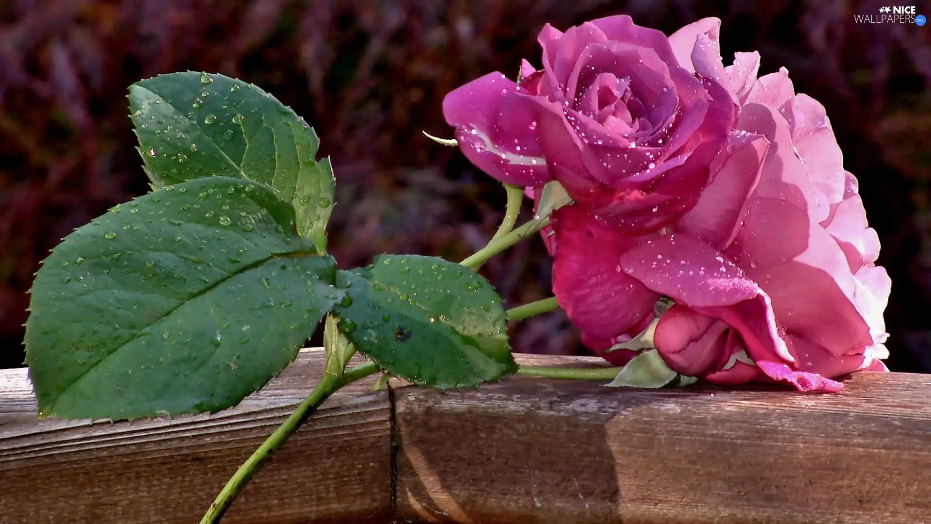 drops, water, Pink, rose, Colourfull Flowers