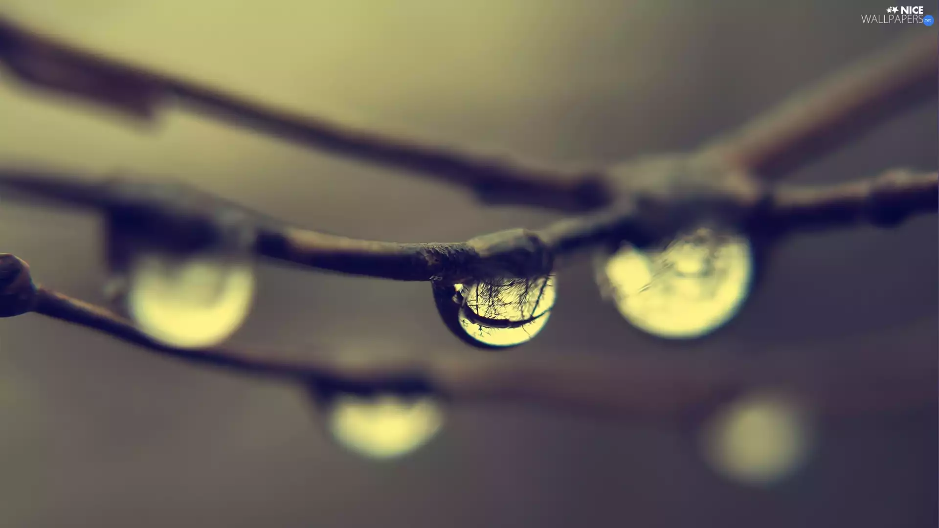 water, branch pics, drops