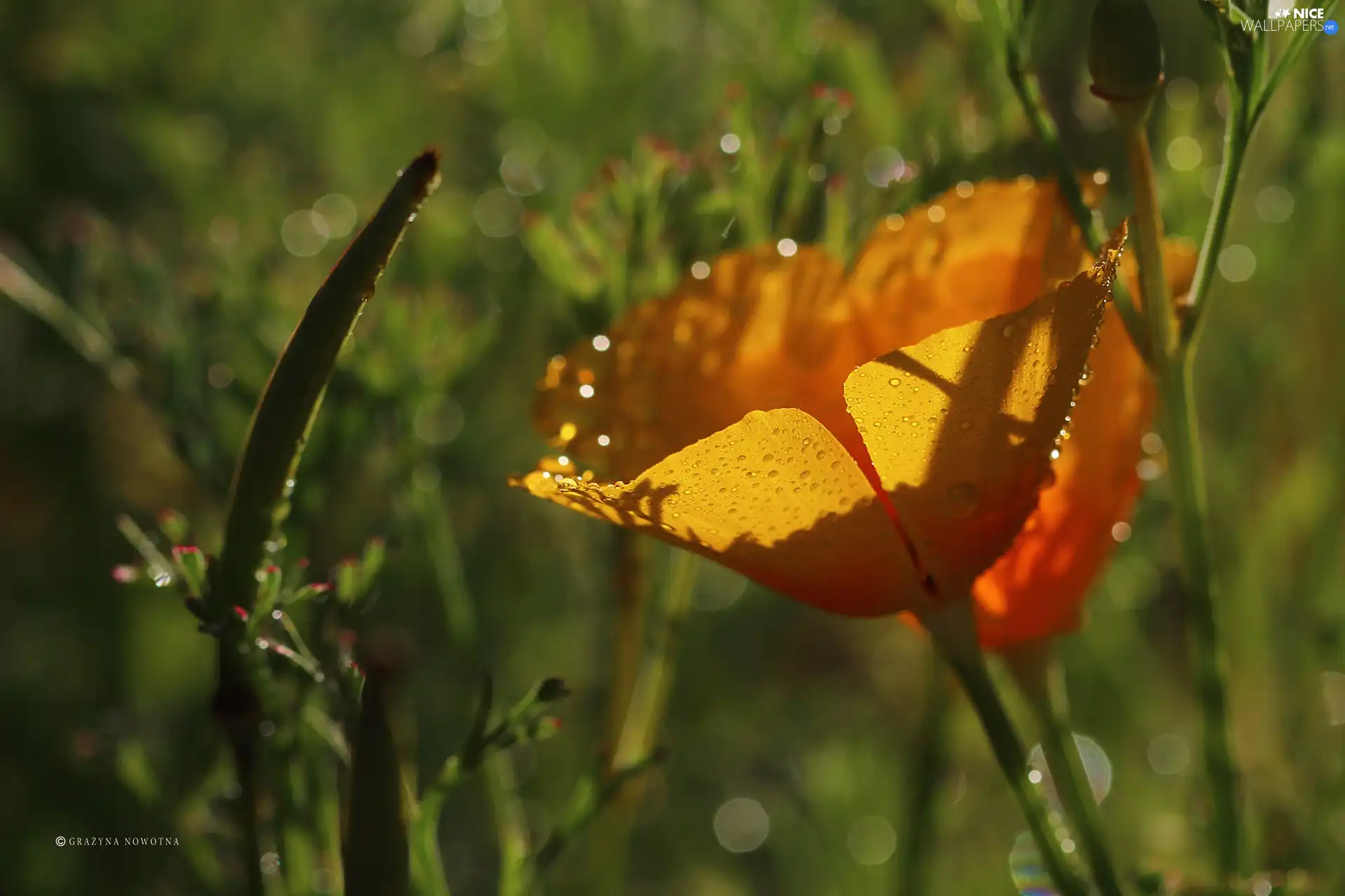 red weed, Colourfull Flowers, drops, Orange