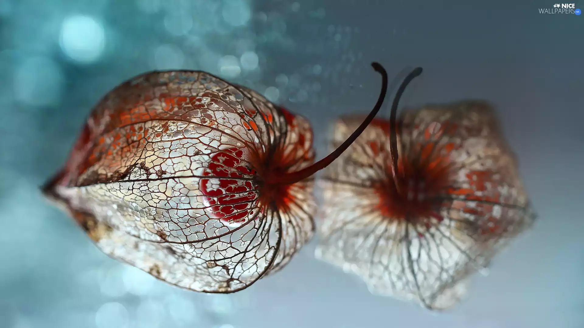 plant, Close, reflection, dry, physalis bloated