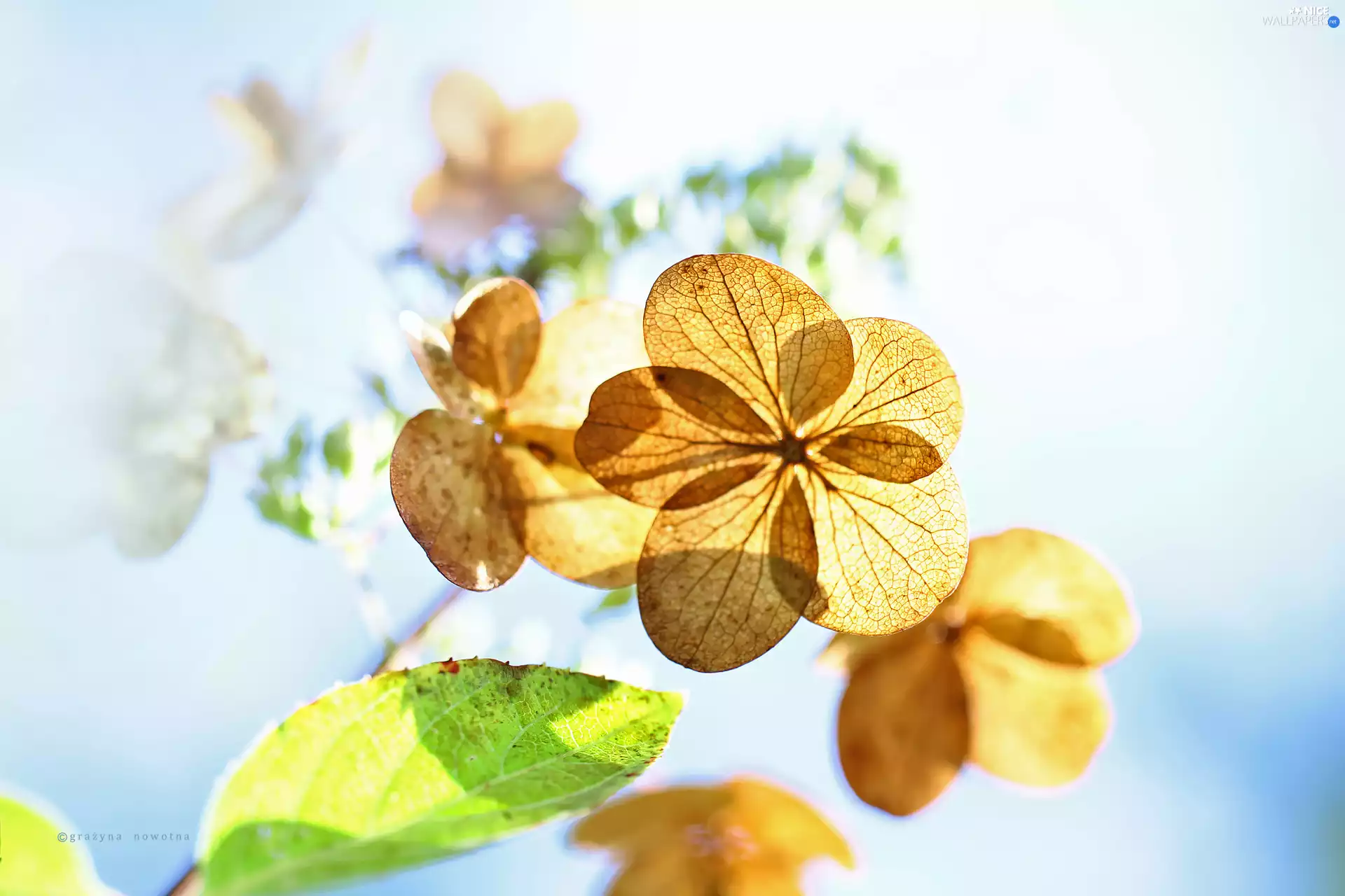 Colourfull Flowers, hydrangea, dry