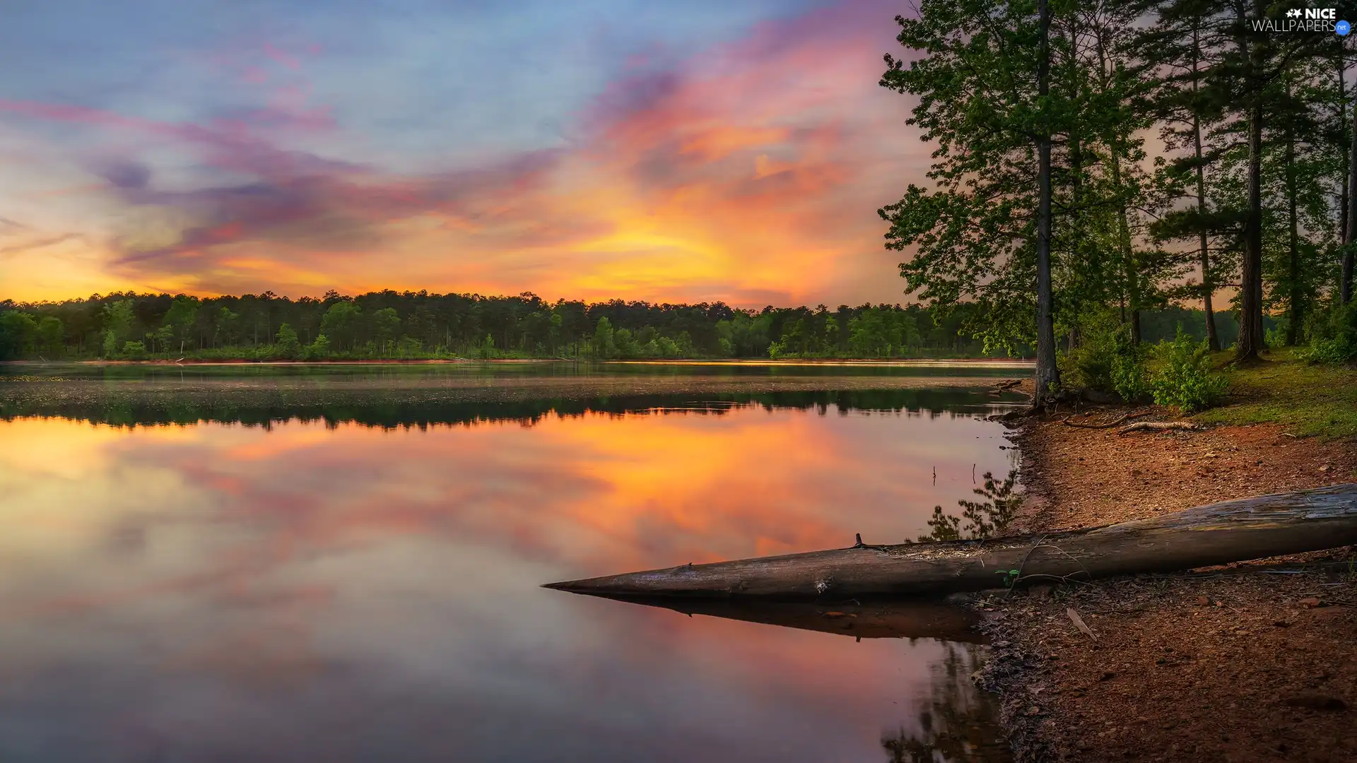 Lod on the beach, lake, trees, dry, Great Sunsets, forest, viewes