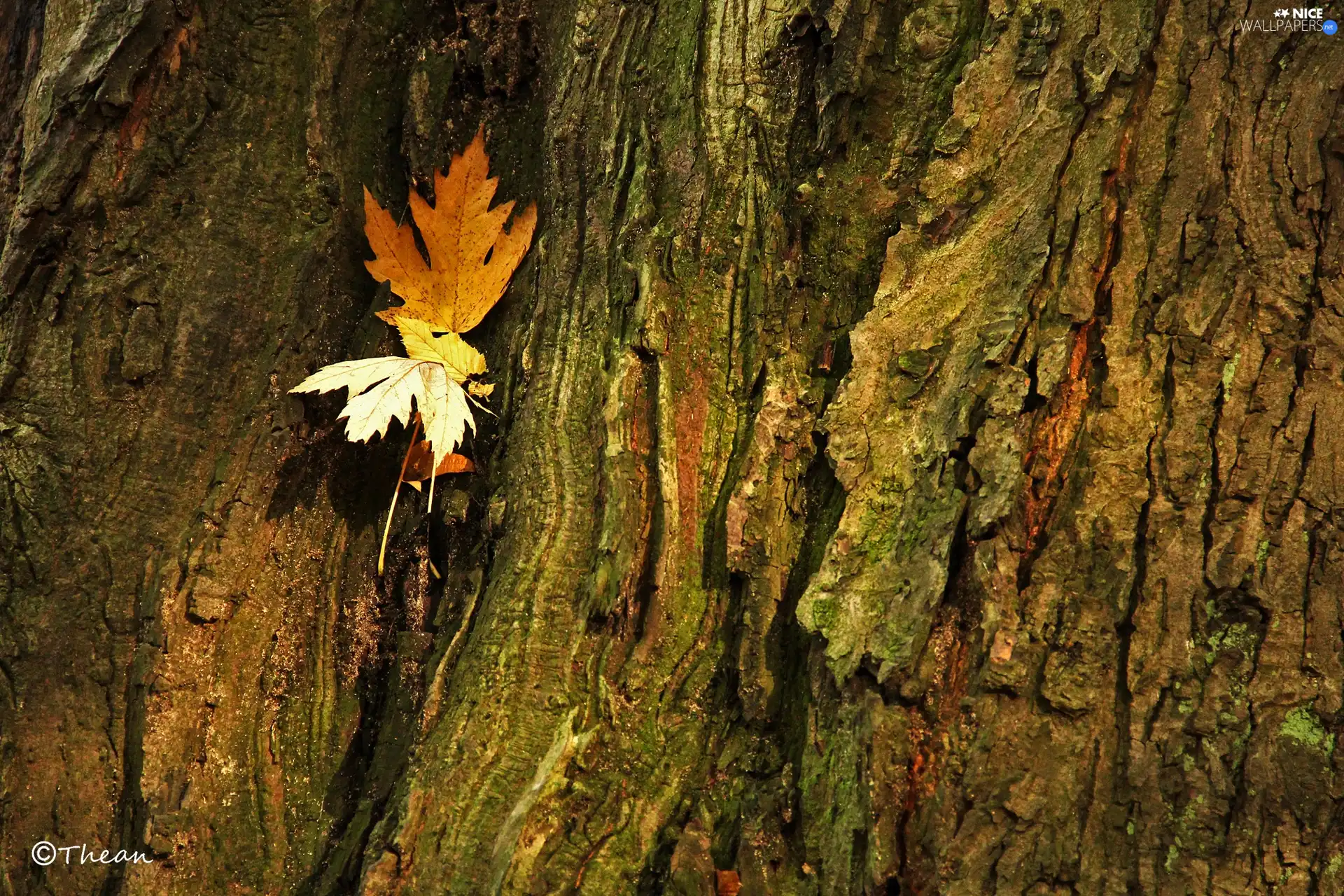 dry, Leaf, trees, viewes, cork