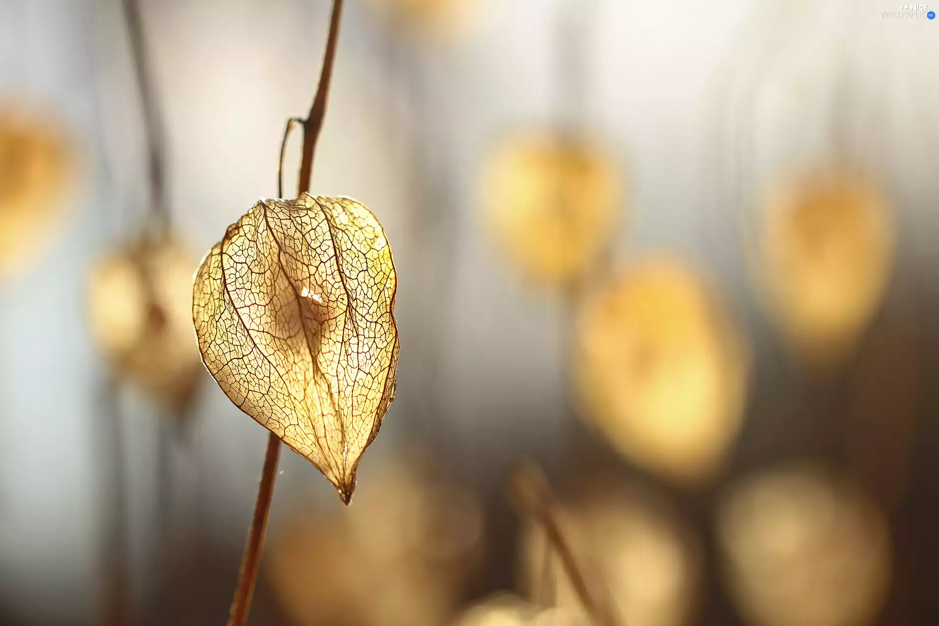 plant, physalis bloated, dry
